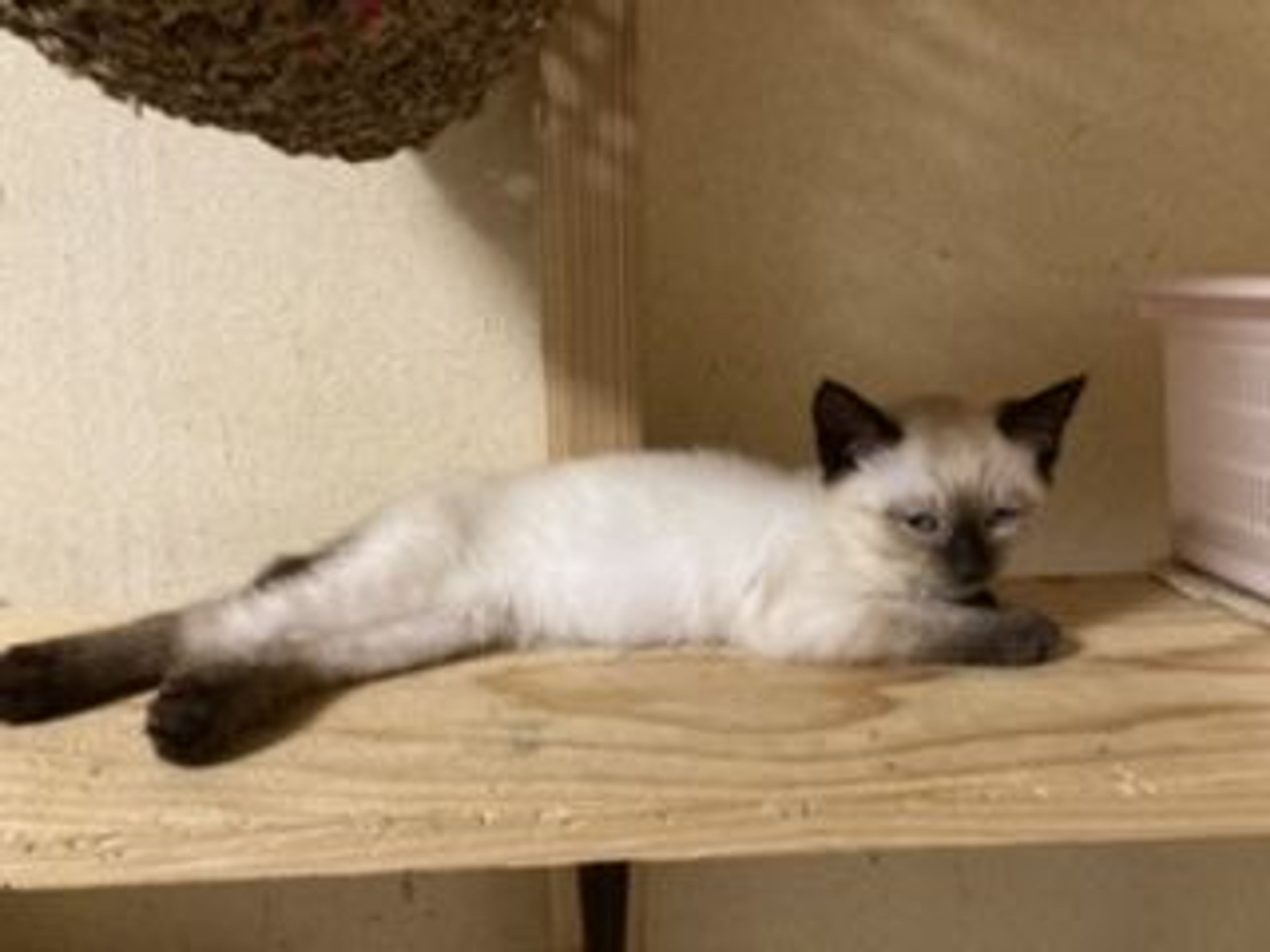 pet-image-7