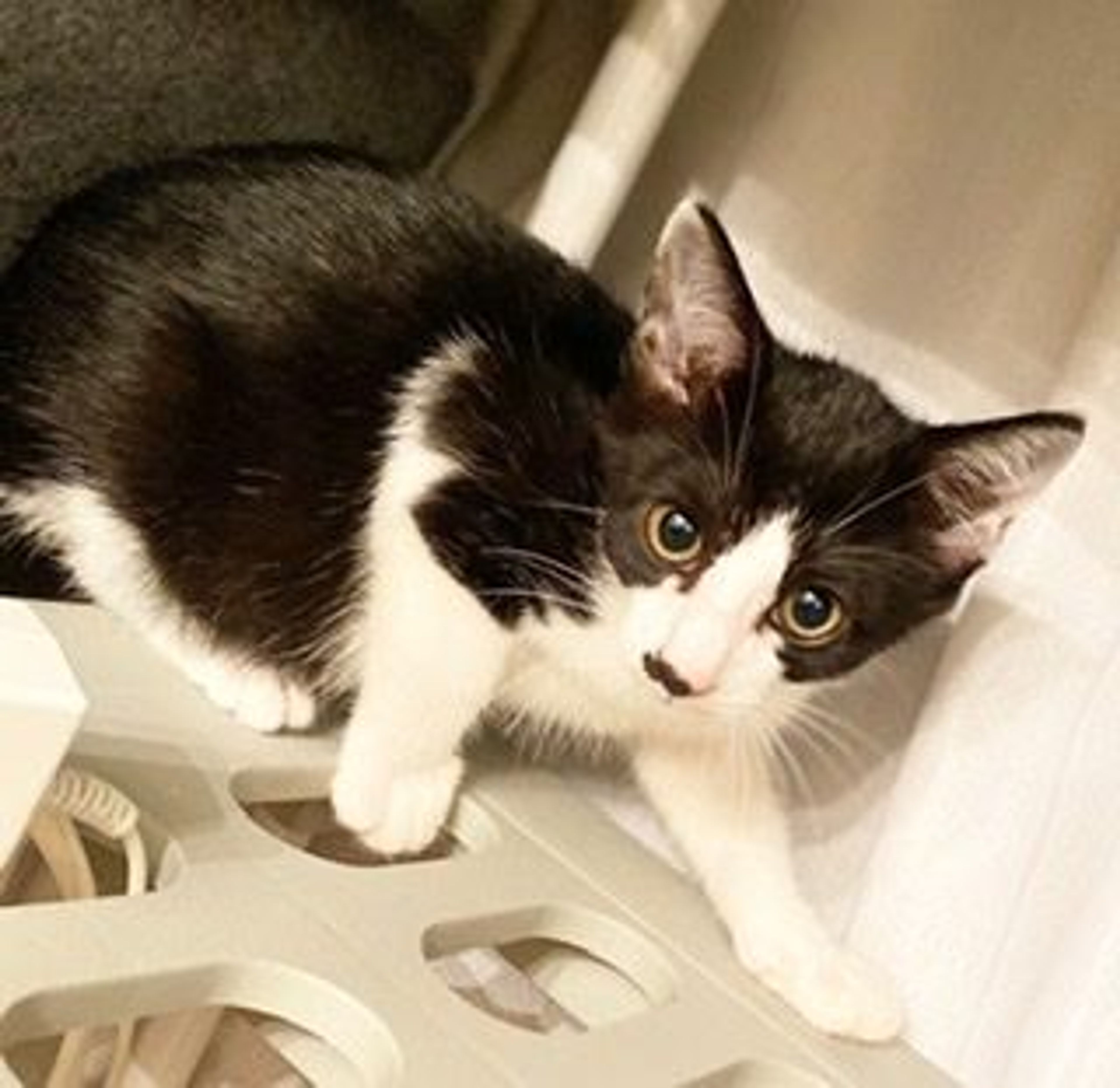雑種（ミックス猫）・メスの里親募集の写真
