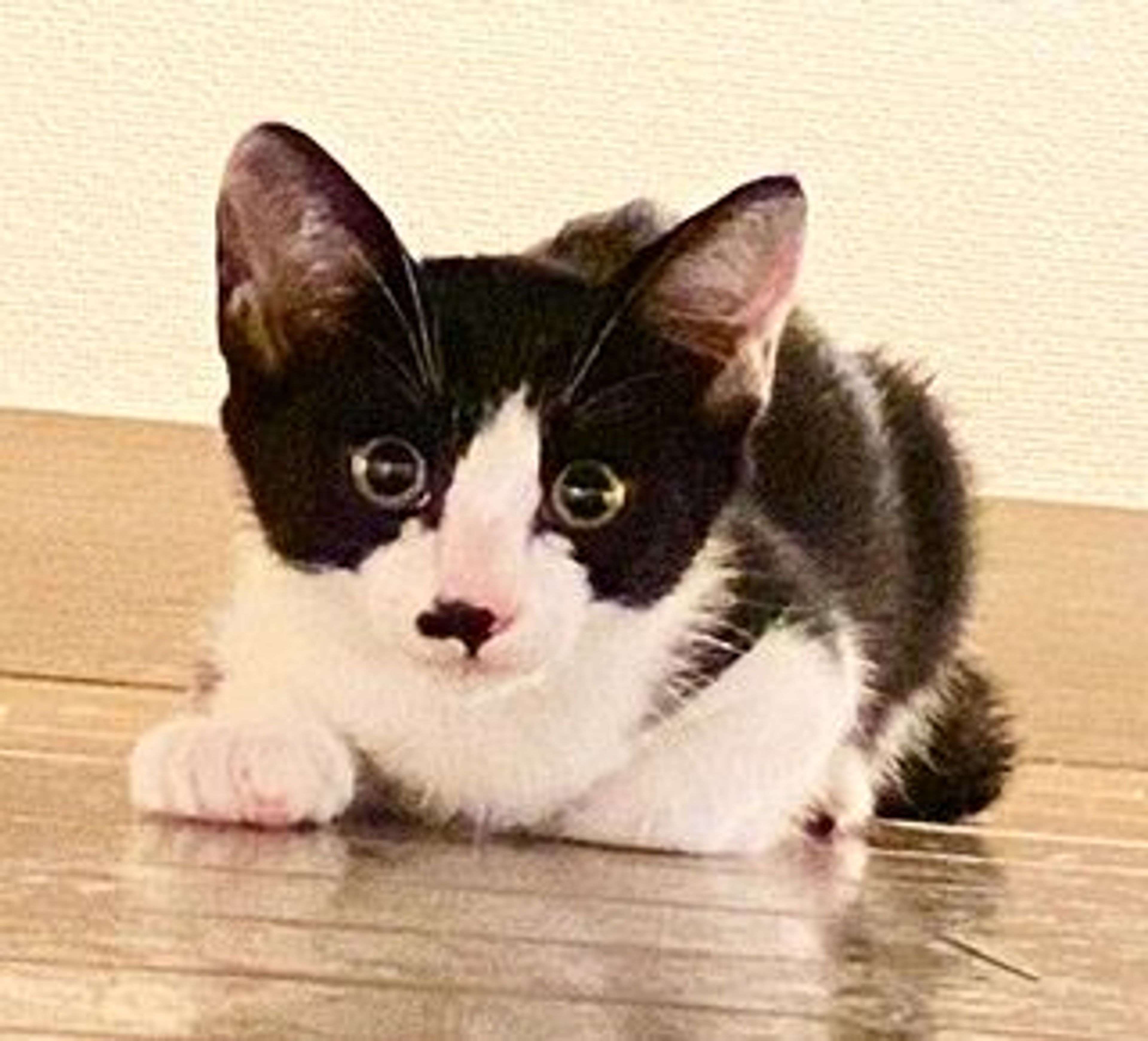 pet-image-3