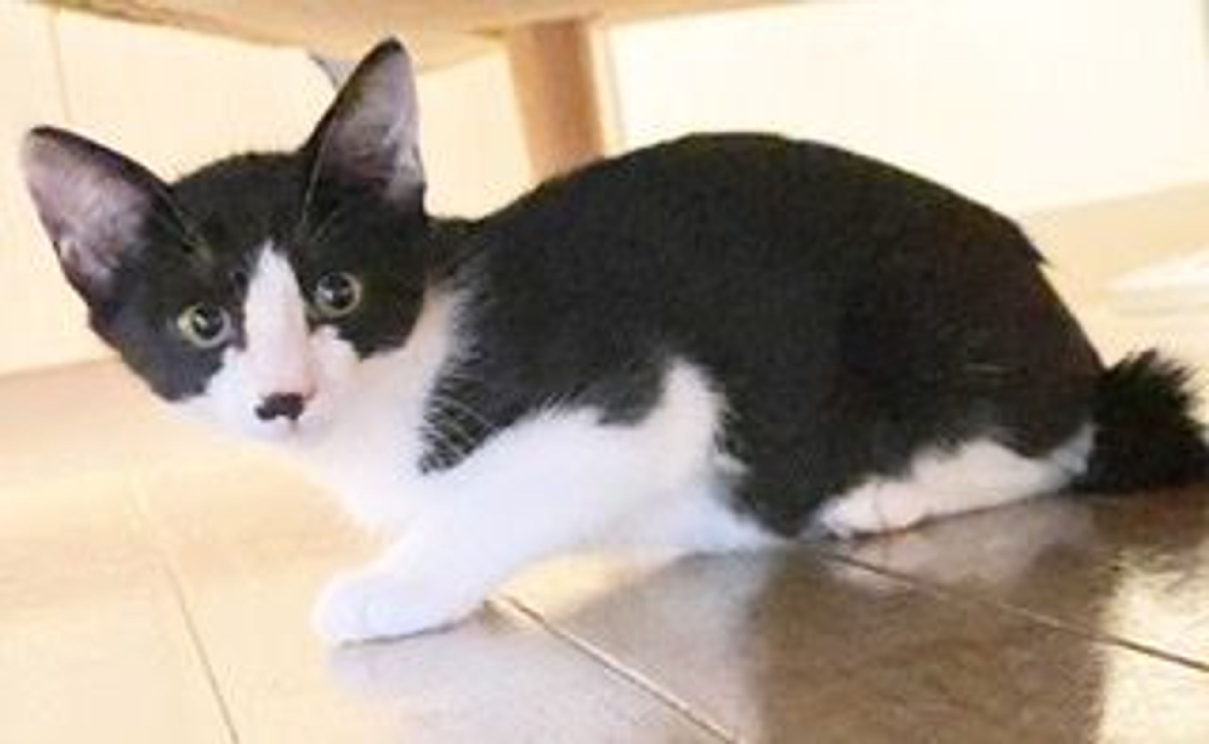pet-image-6