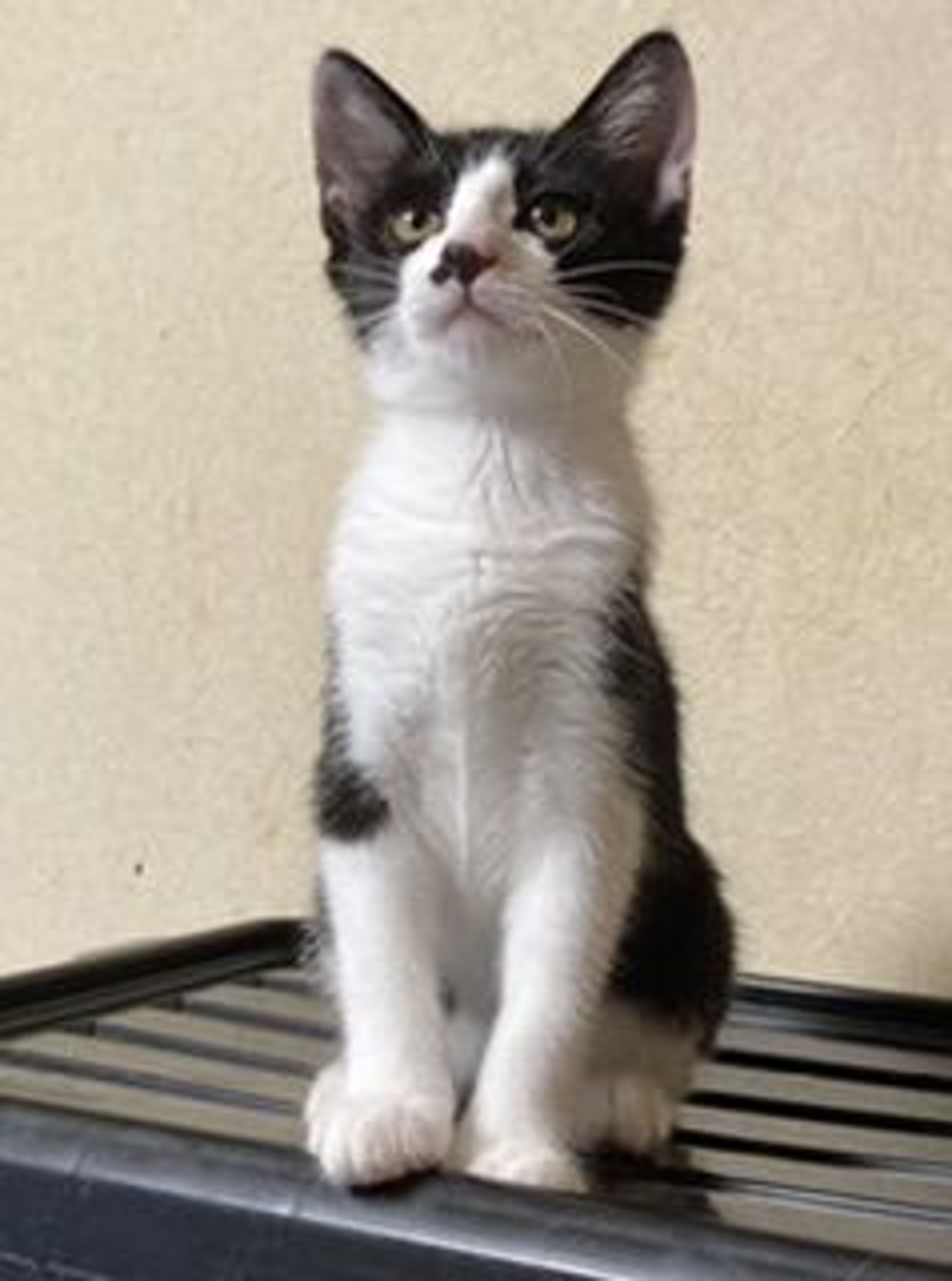 pet-image-7