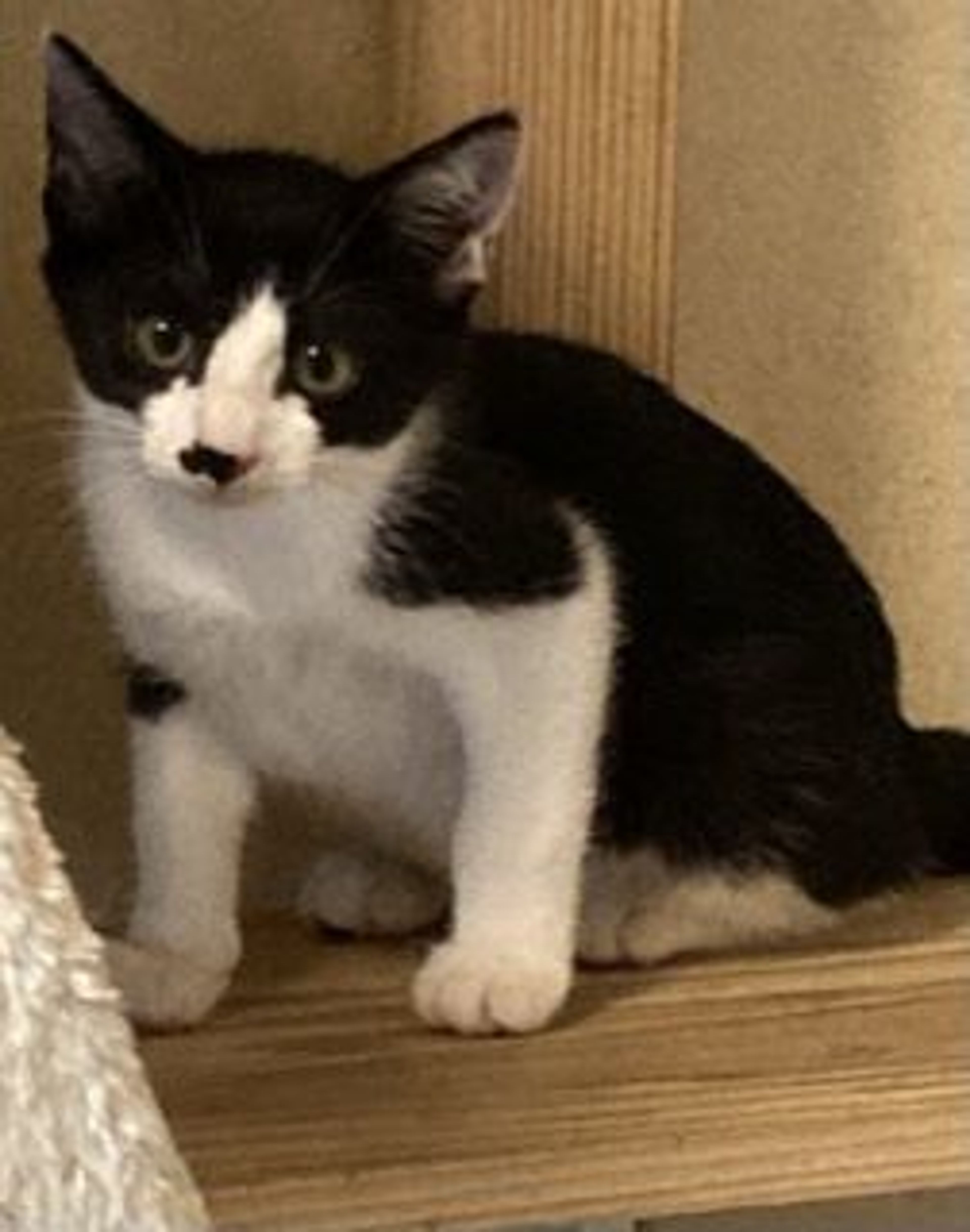 pet-image-8