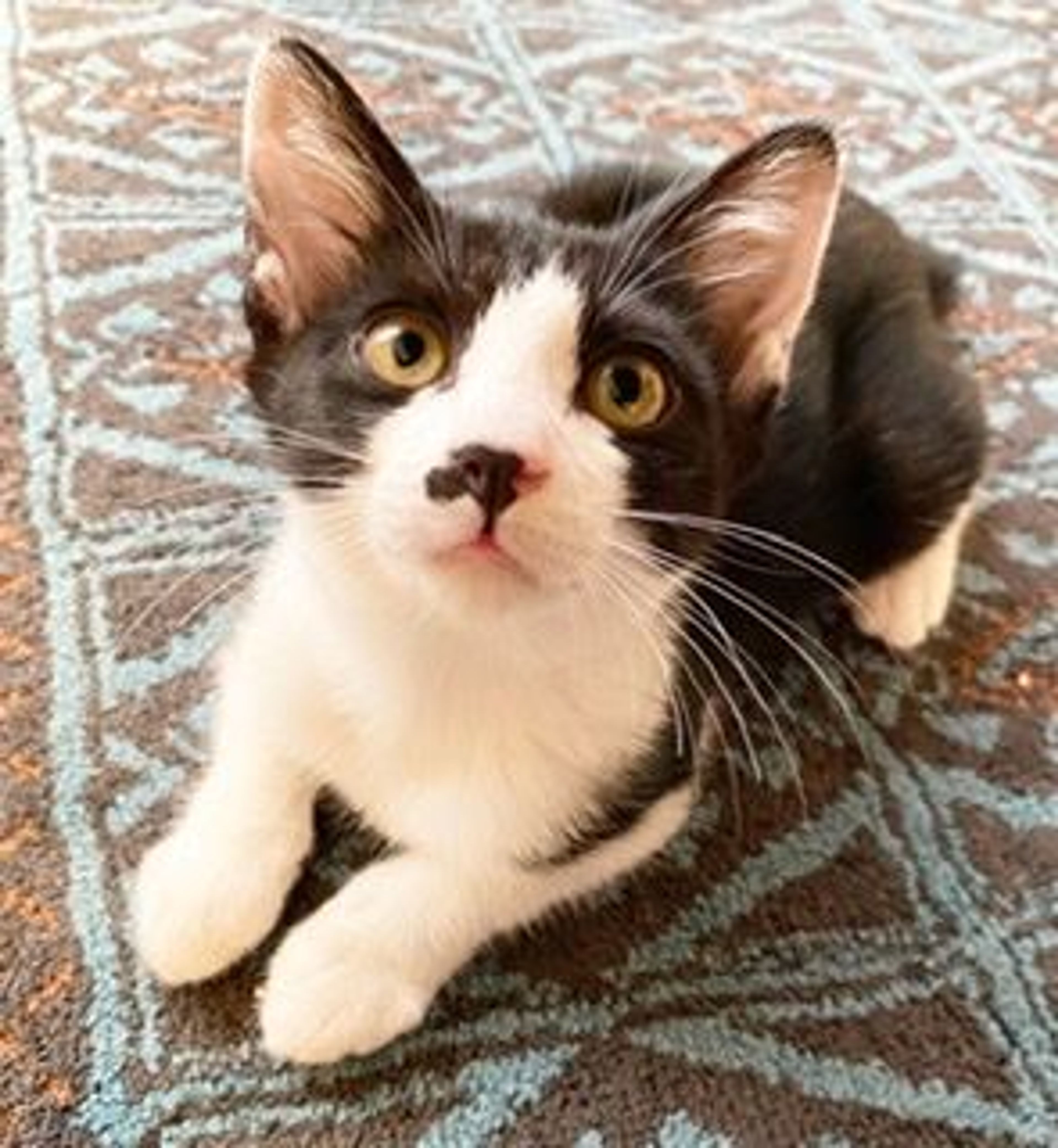 pet-image-2