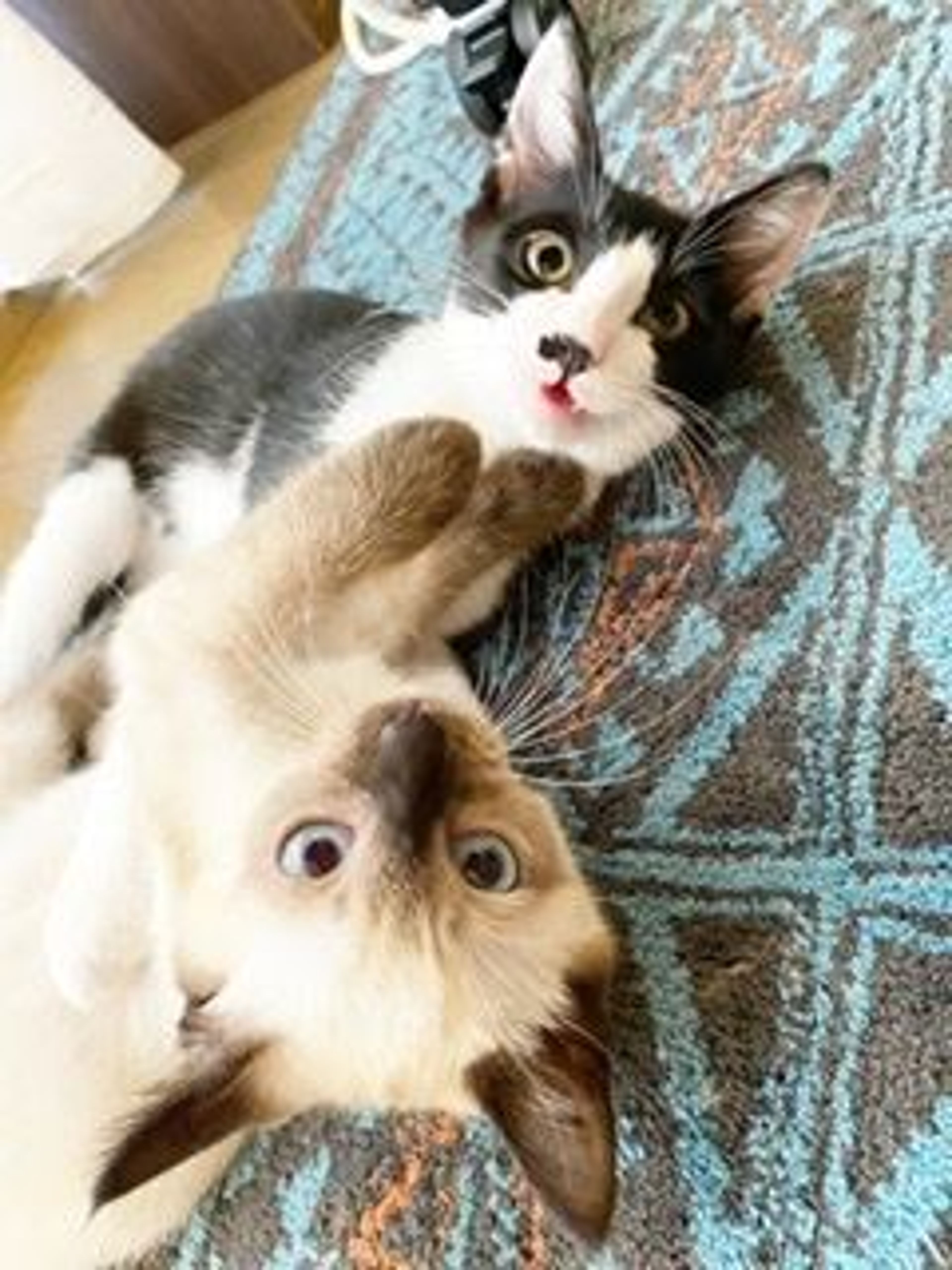 pet-image-4