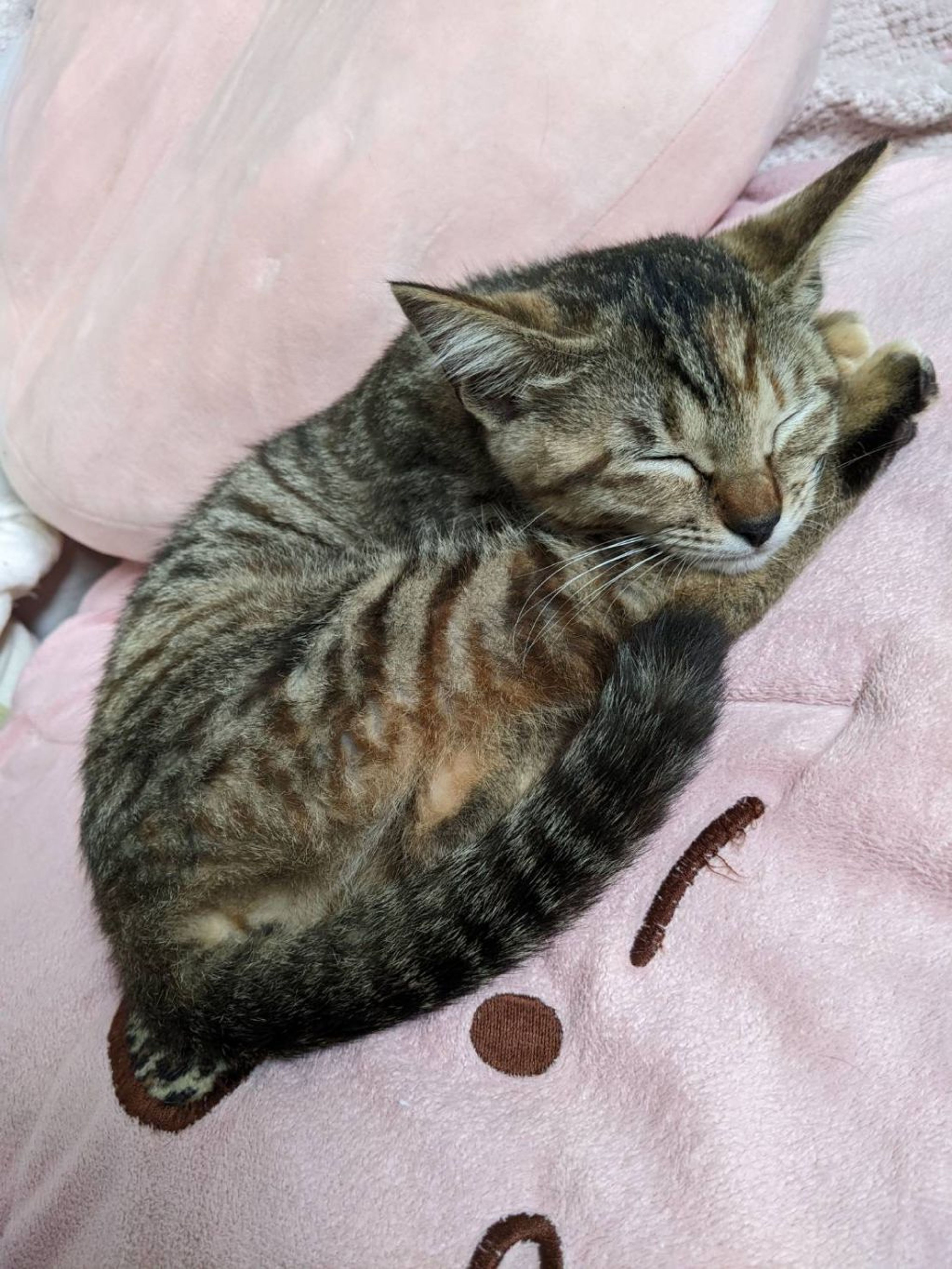 雑種（ミックス猫）・メスの里親募集の写真