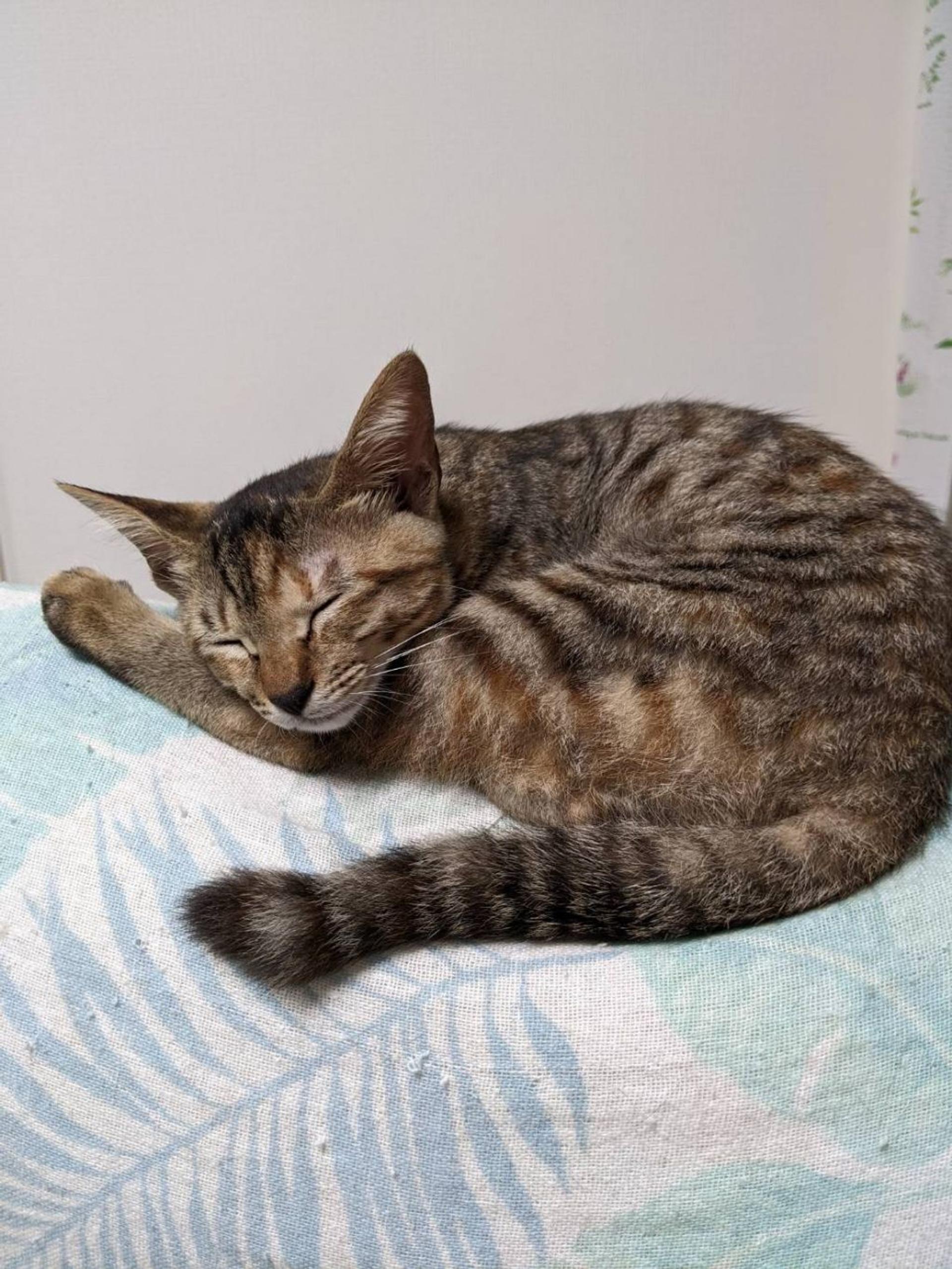 pet-image-3