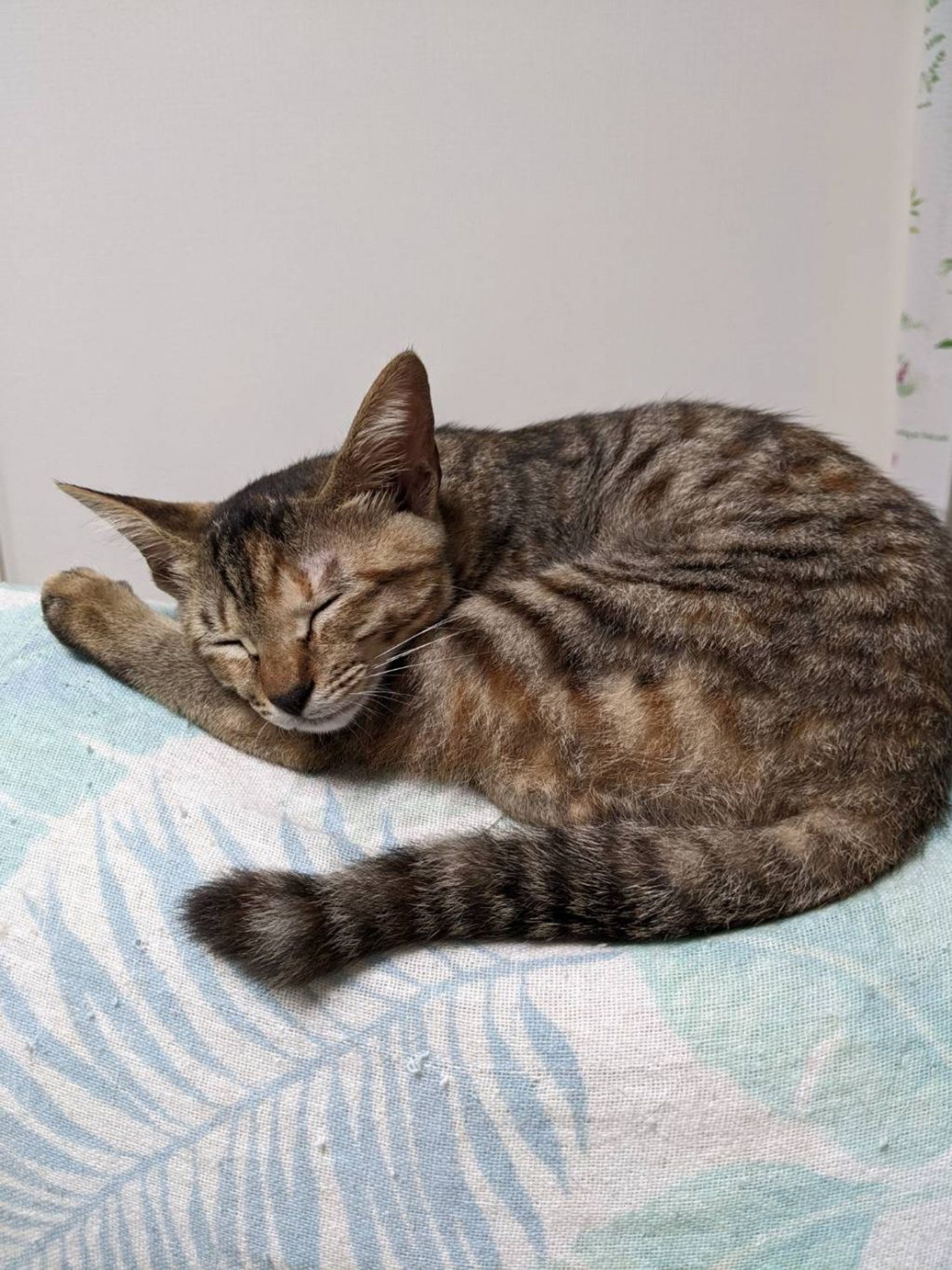 pet-image-3