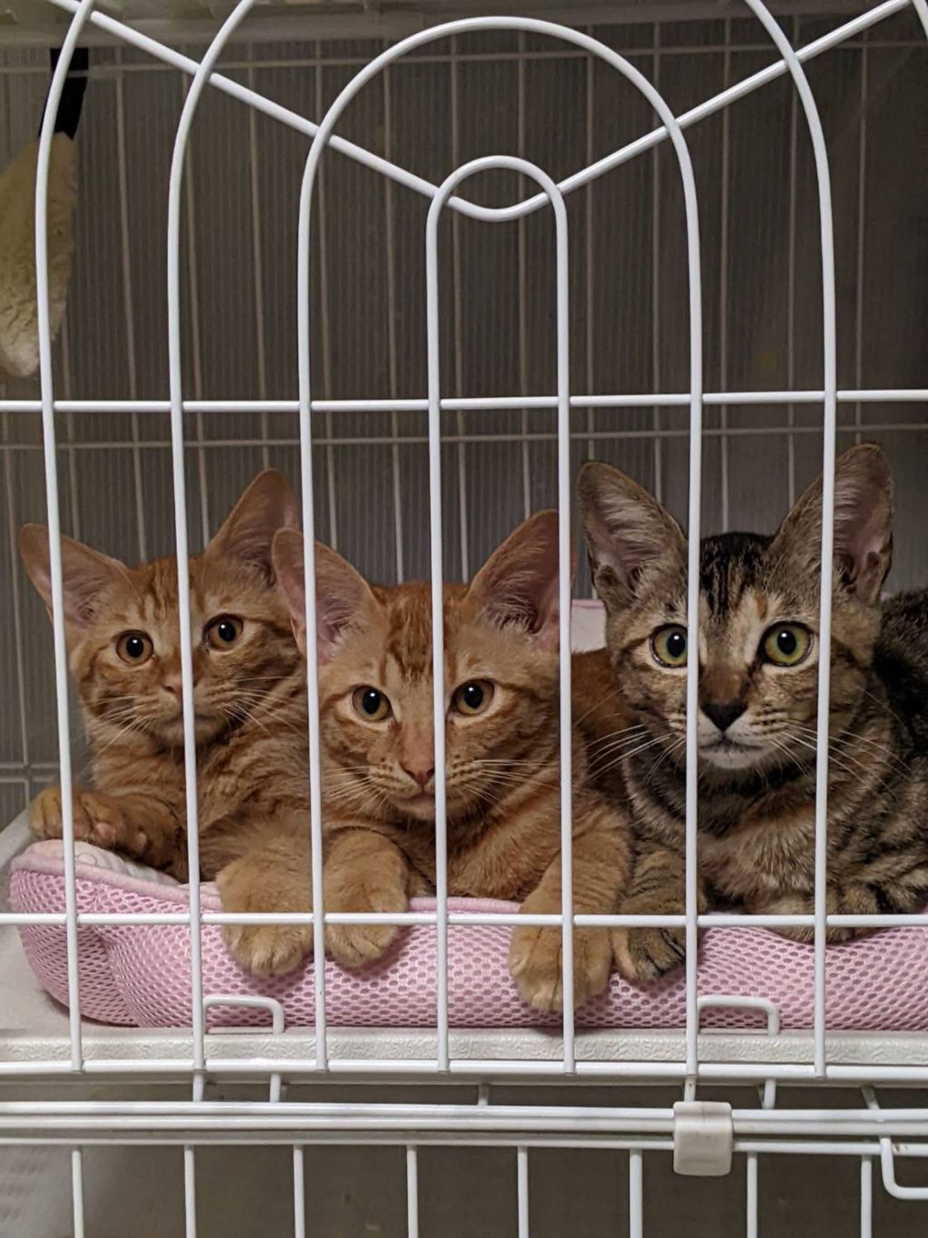 pet-image-4