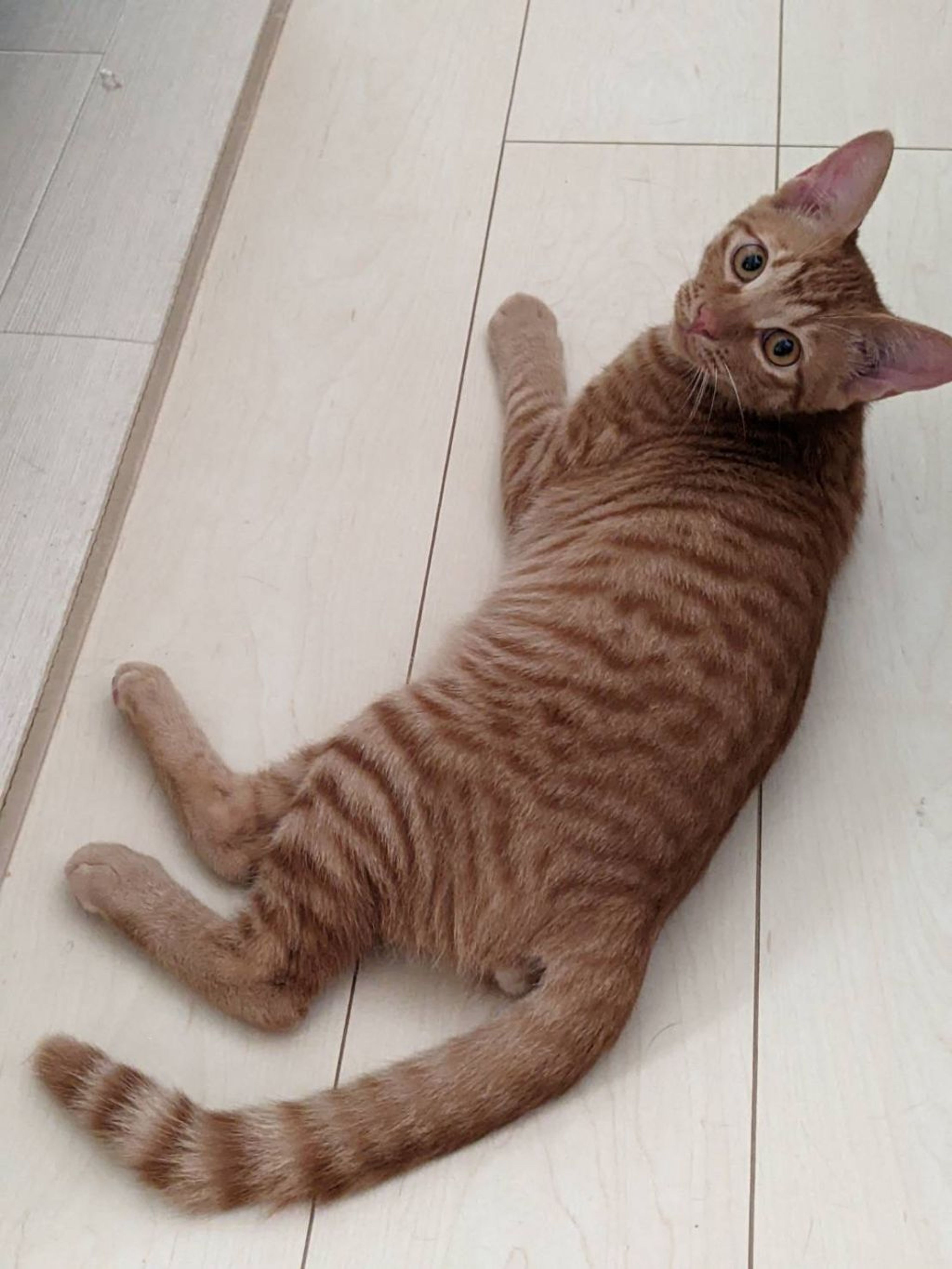 雑種（ミックス猫）・オスの里親募集の写真