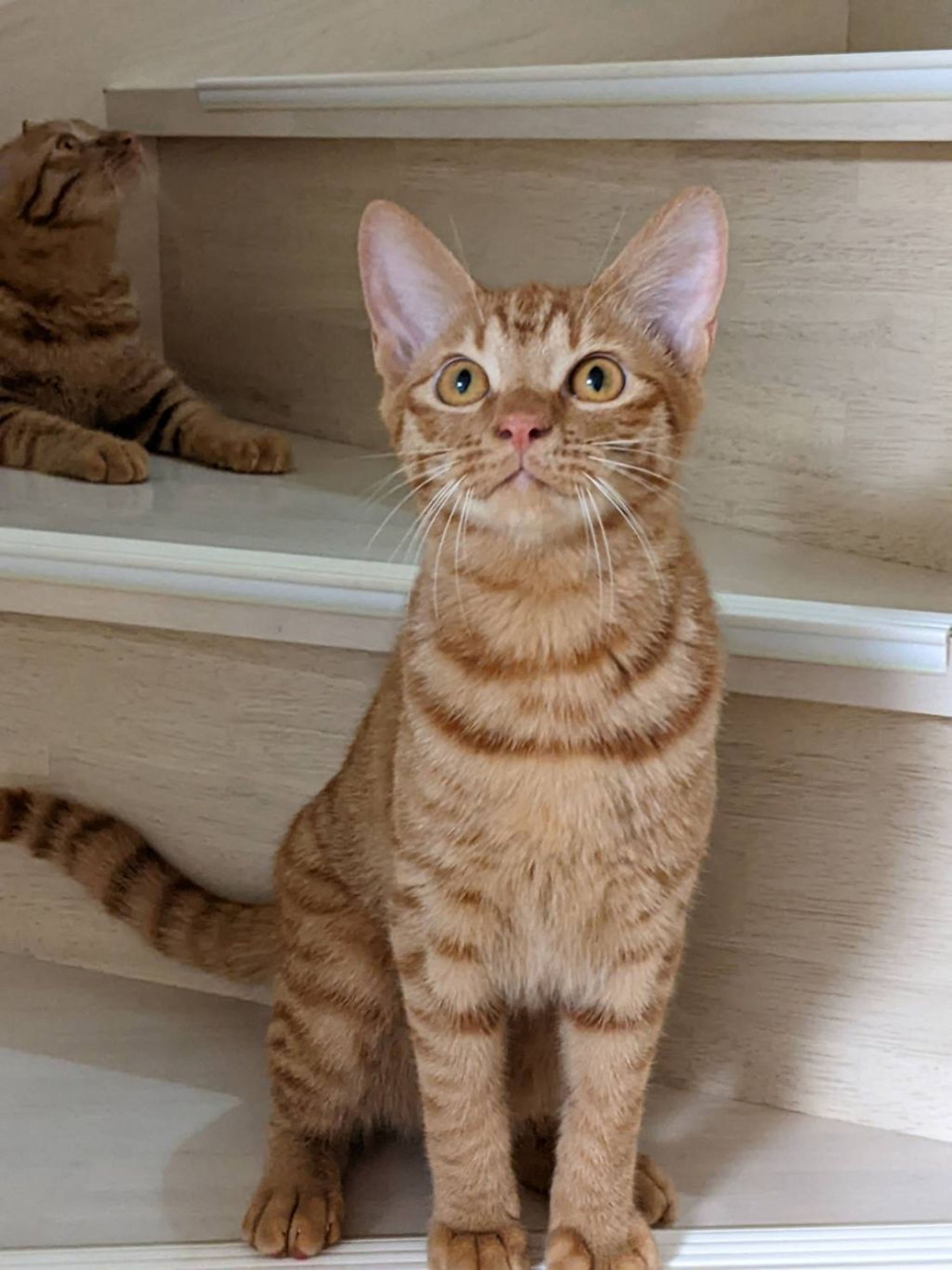 pet-image-3