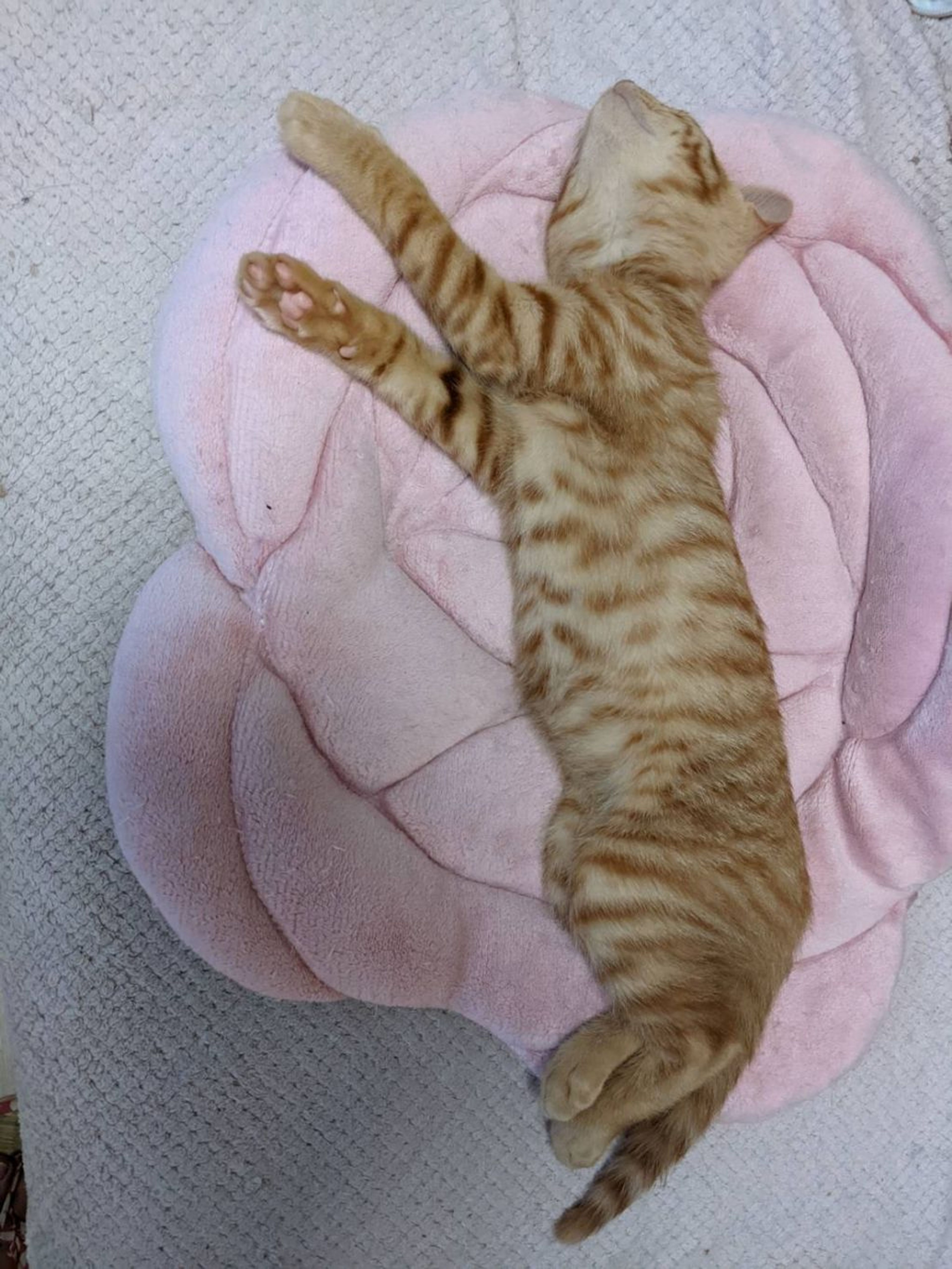 pet-image-4