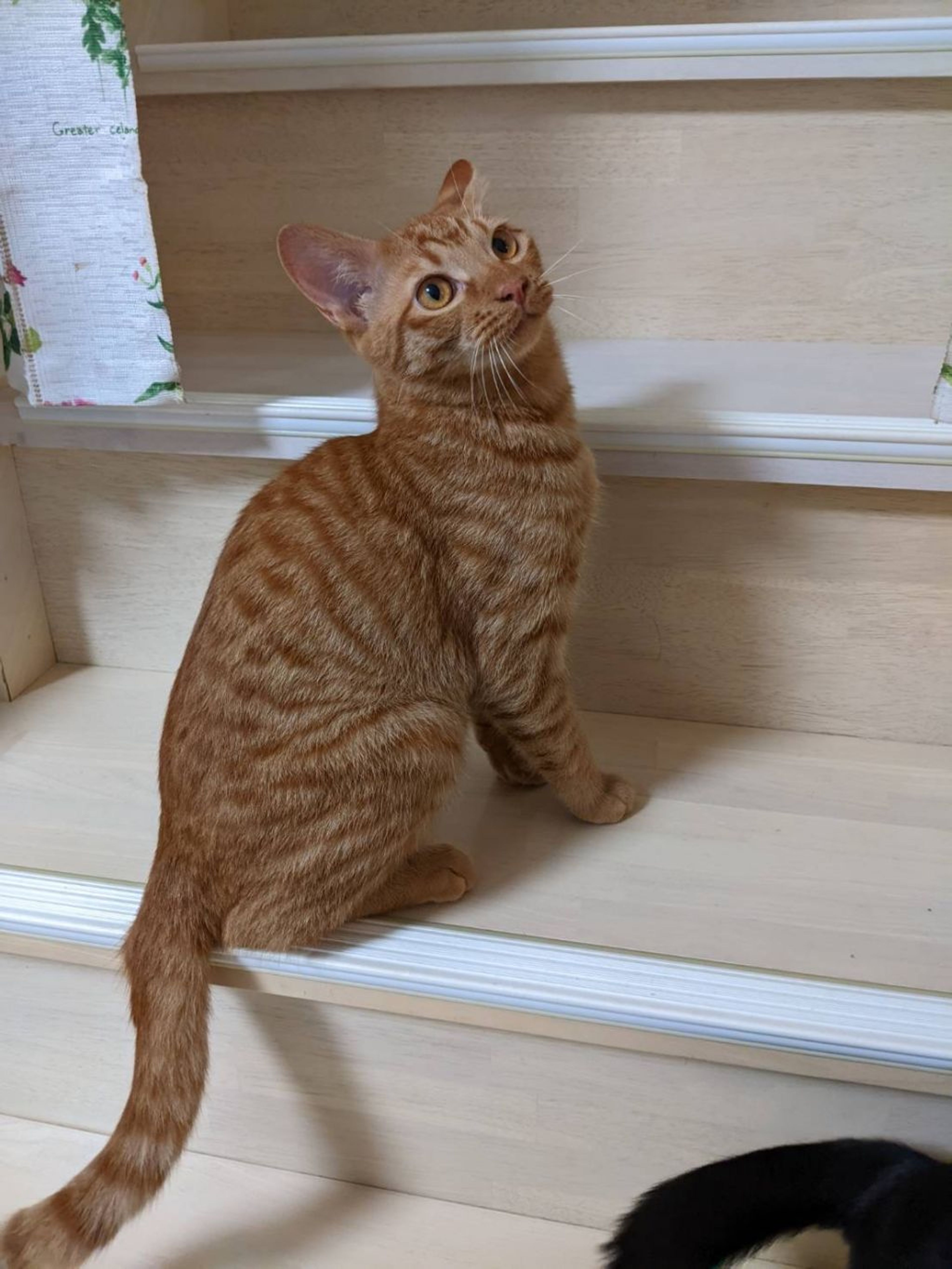 pet-image-6