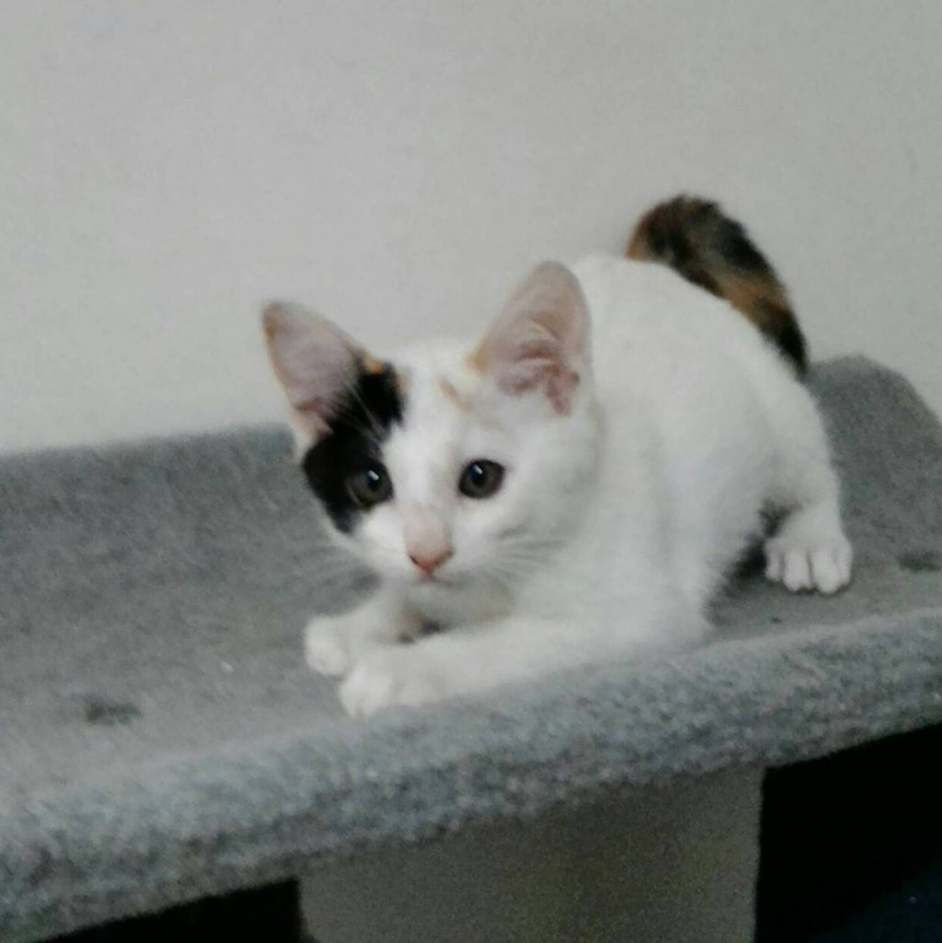 雑種（ミックス猫）・メスの里親募集の写真