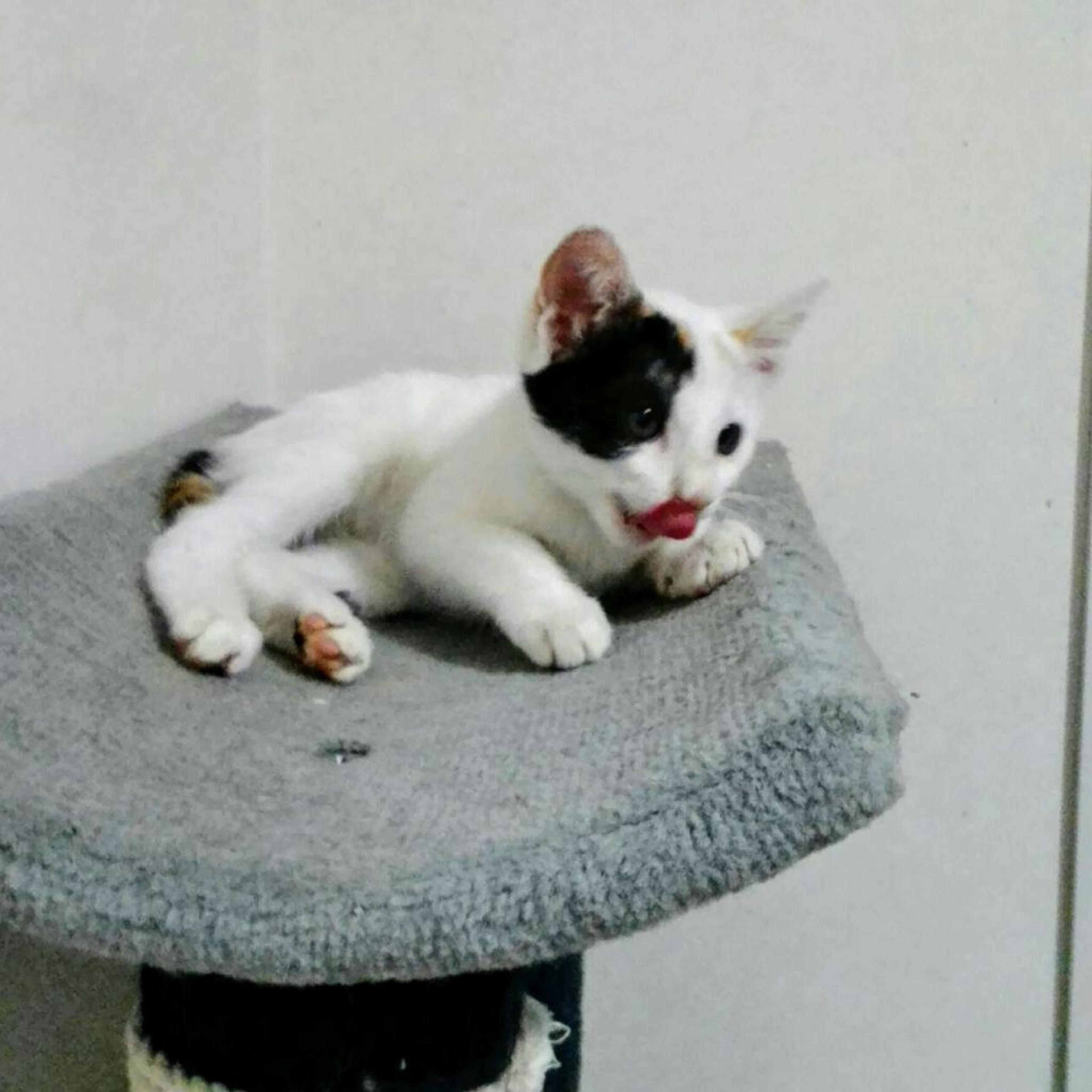 pet-image-2