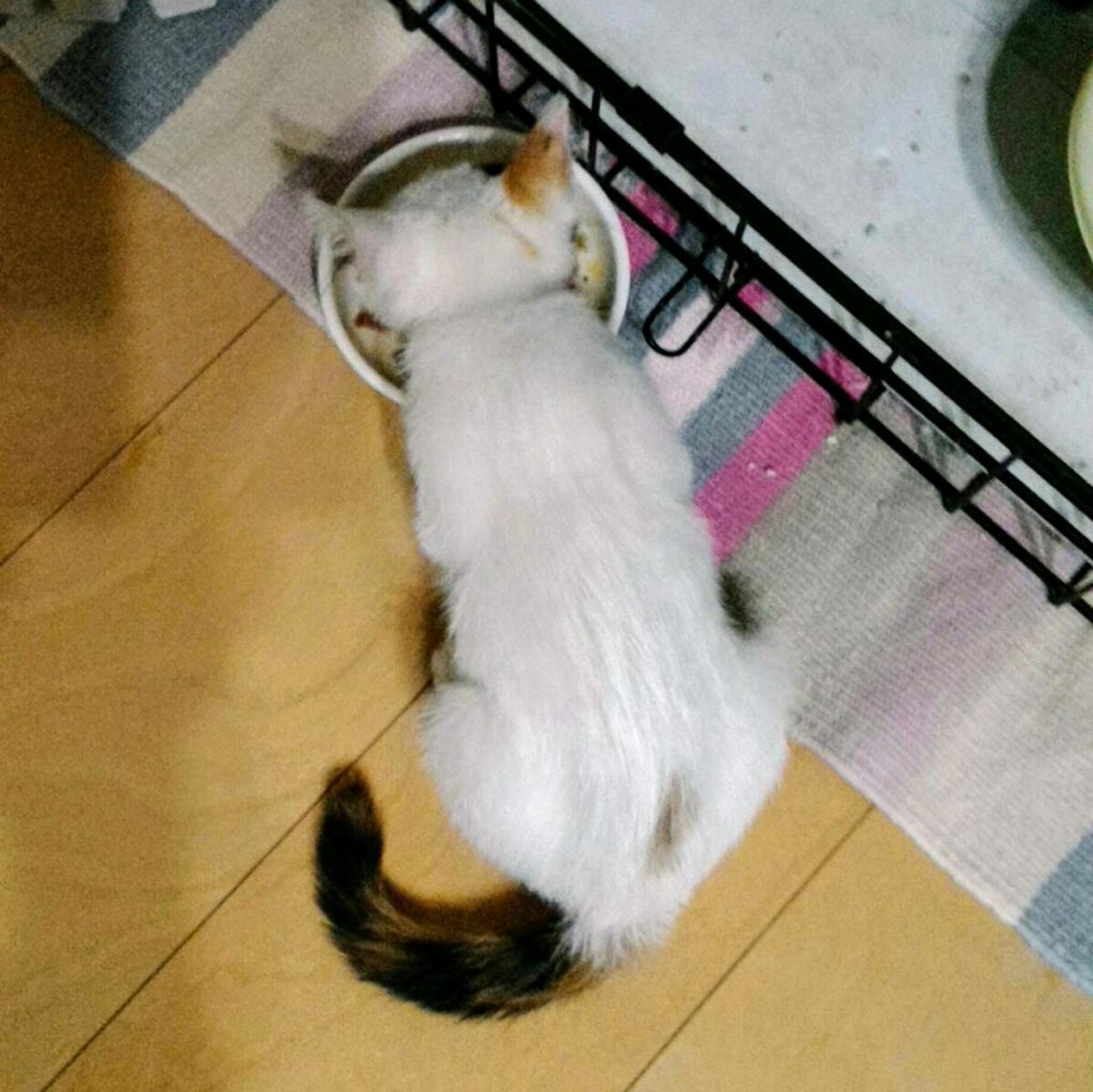 pet-image-3