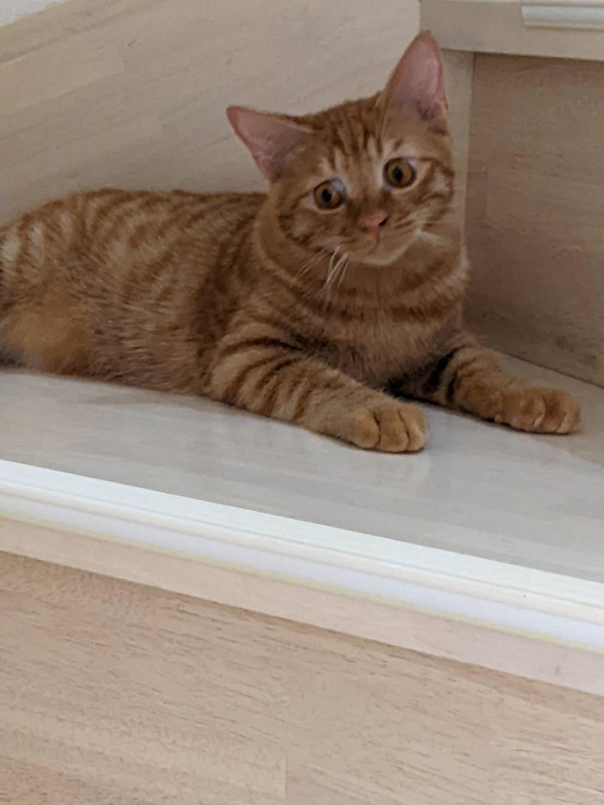 pet-image-3