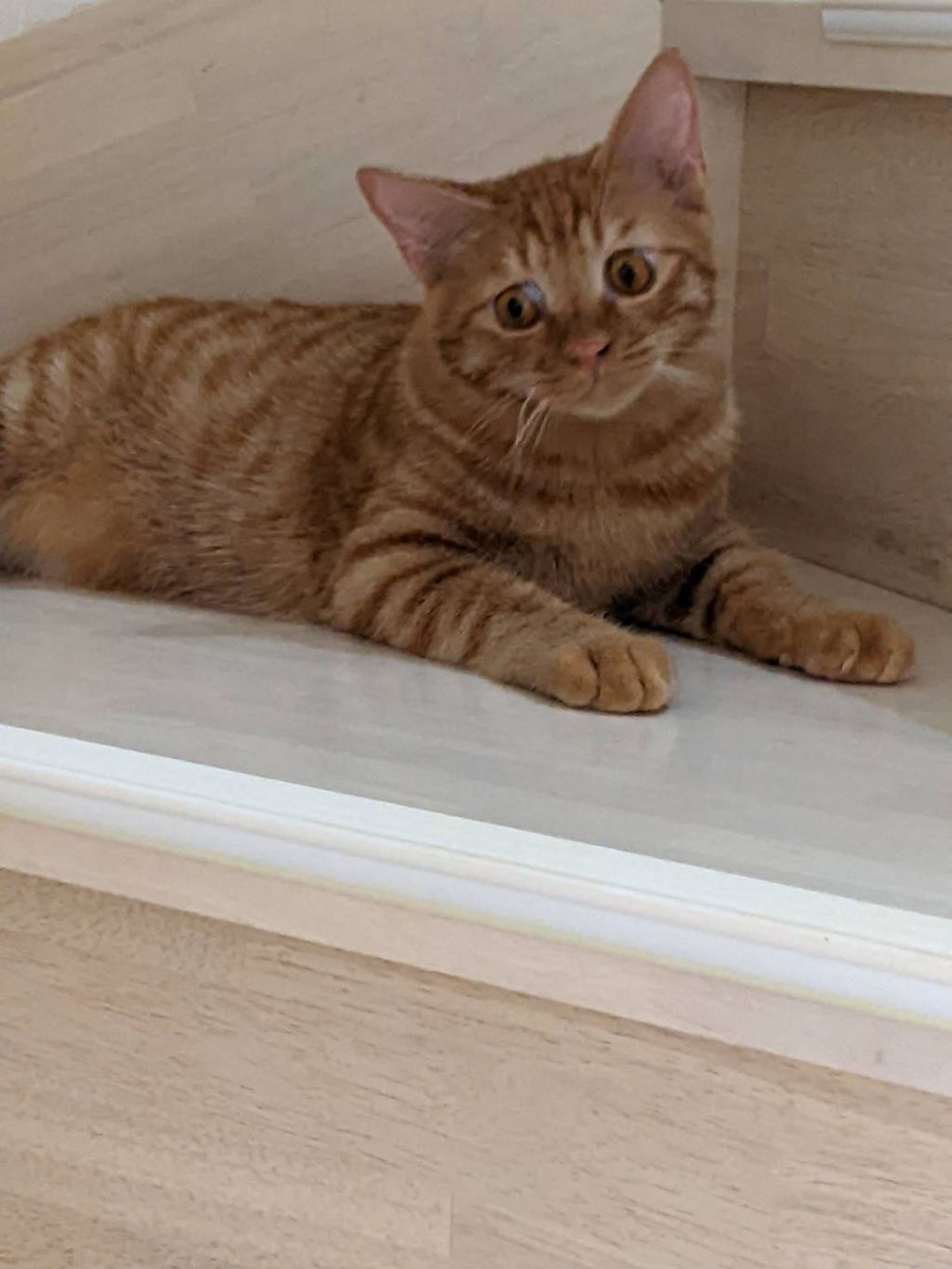 pet-image-3
