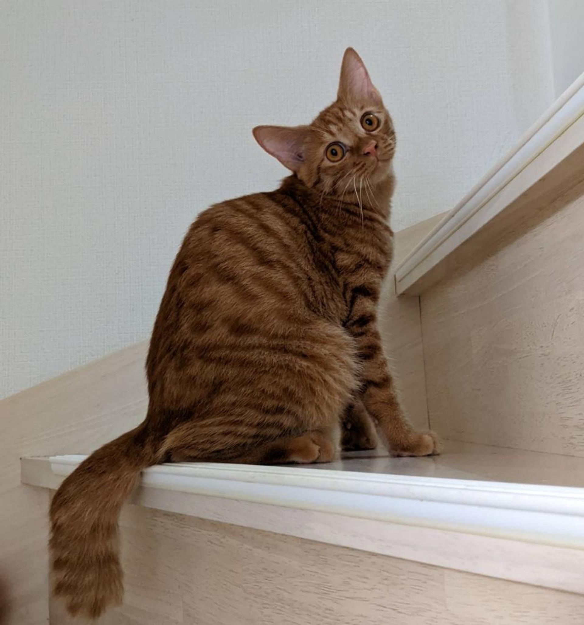 pet-image-4