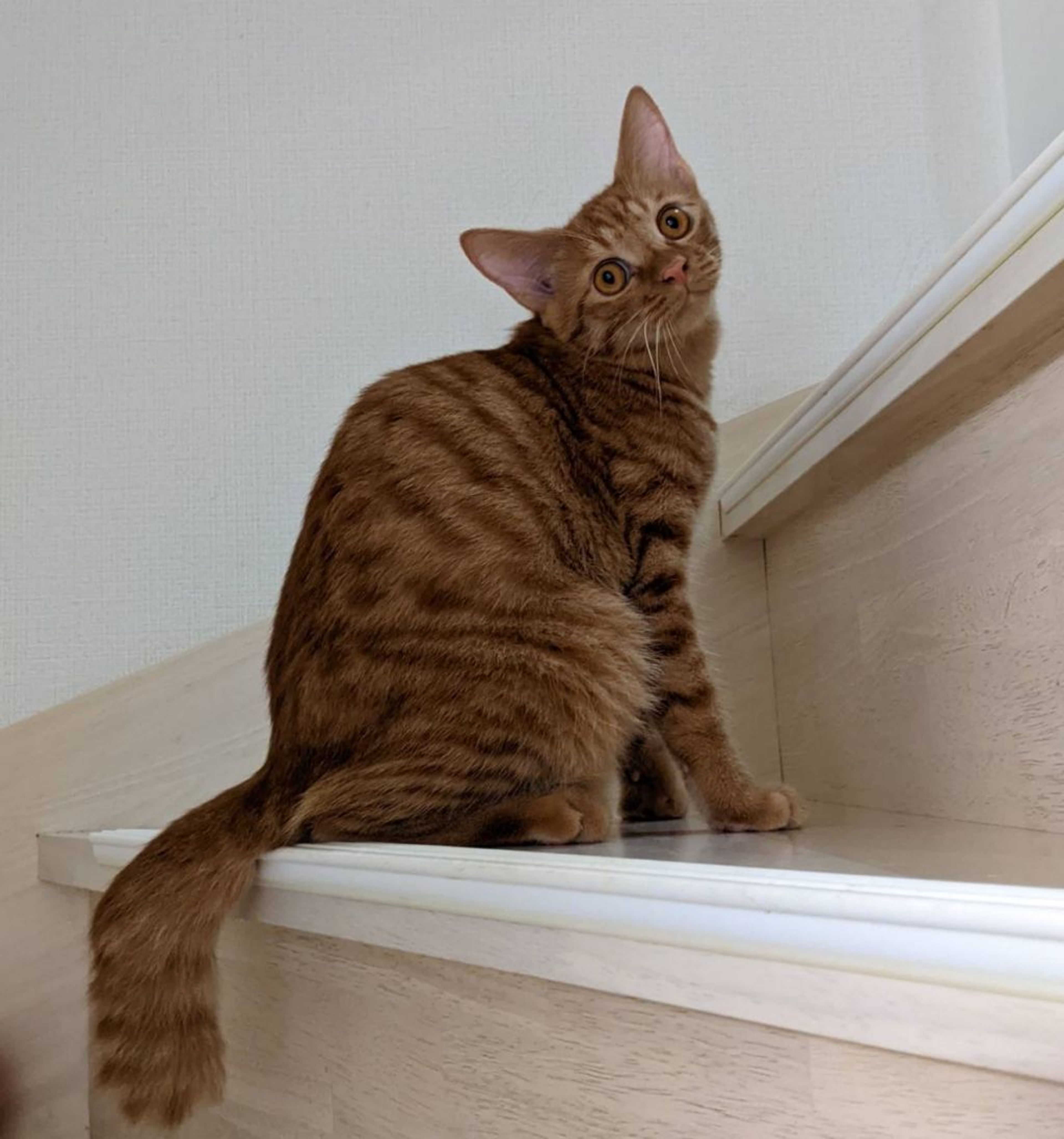 pet-image-4