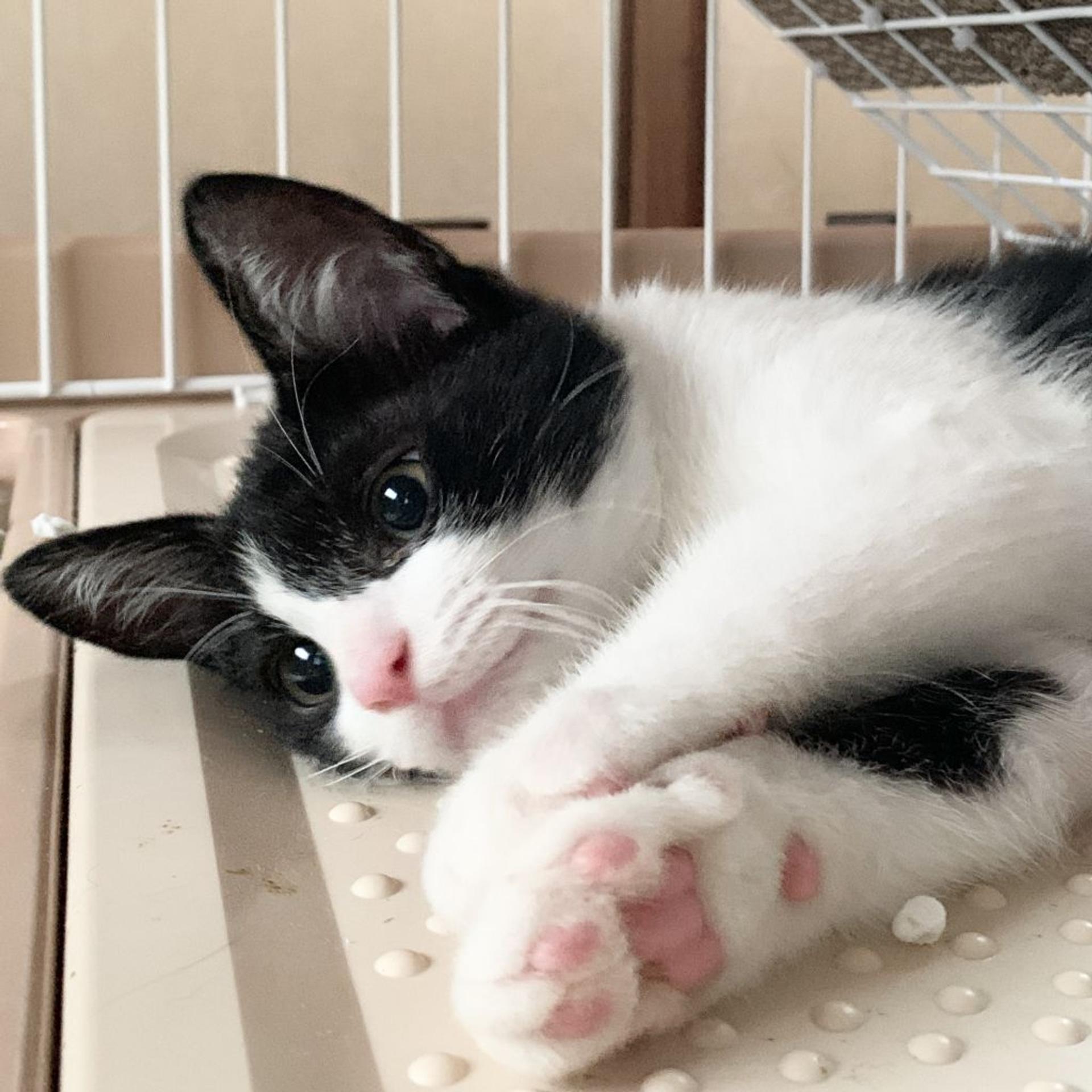 pet-image-2