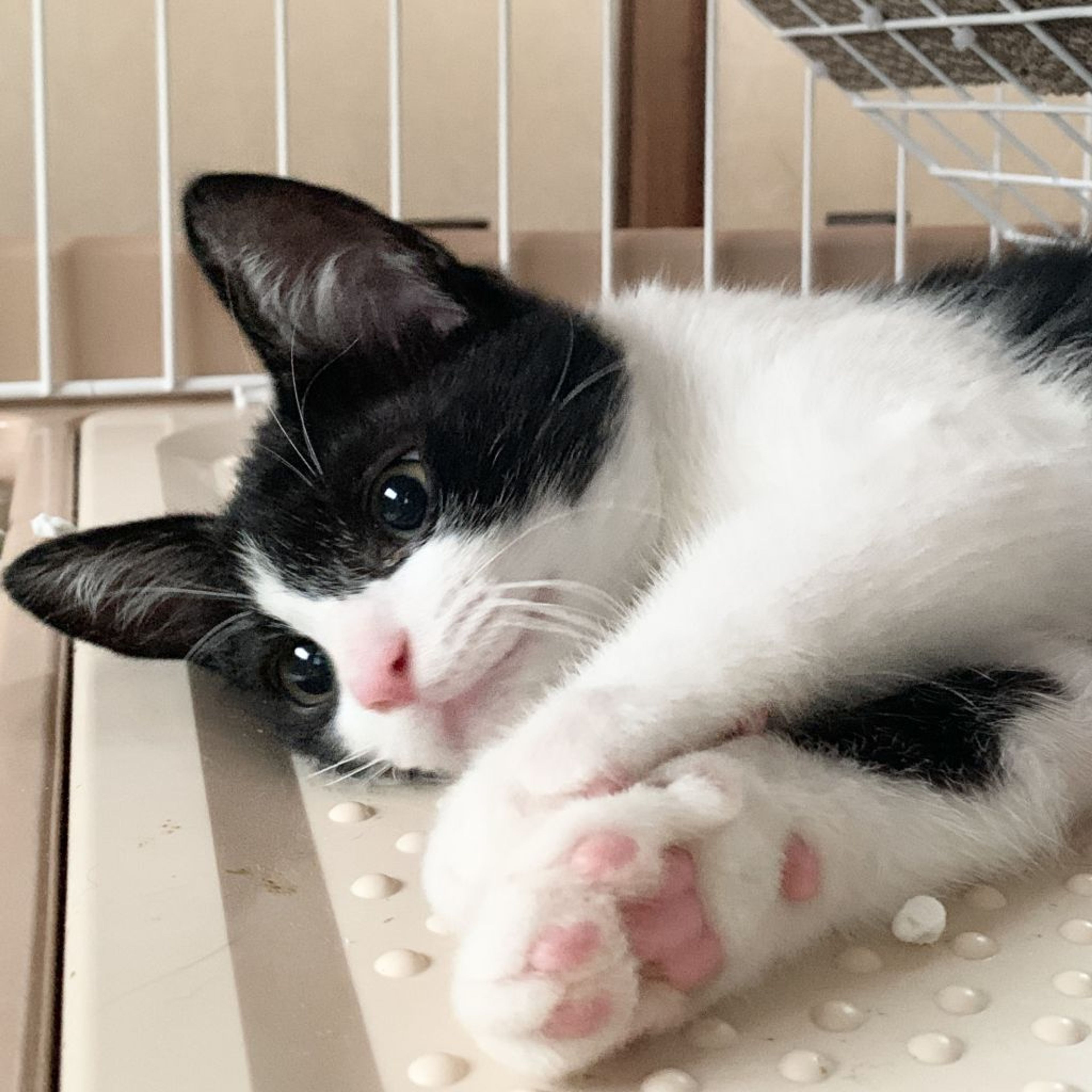 pet-image-2