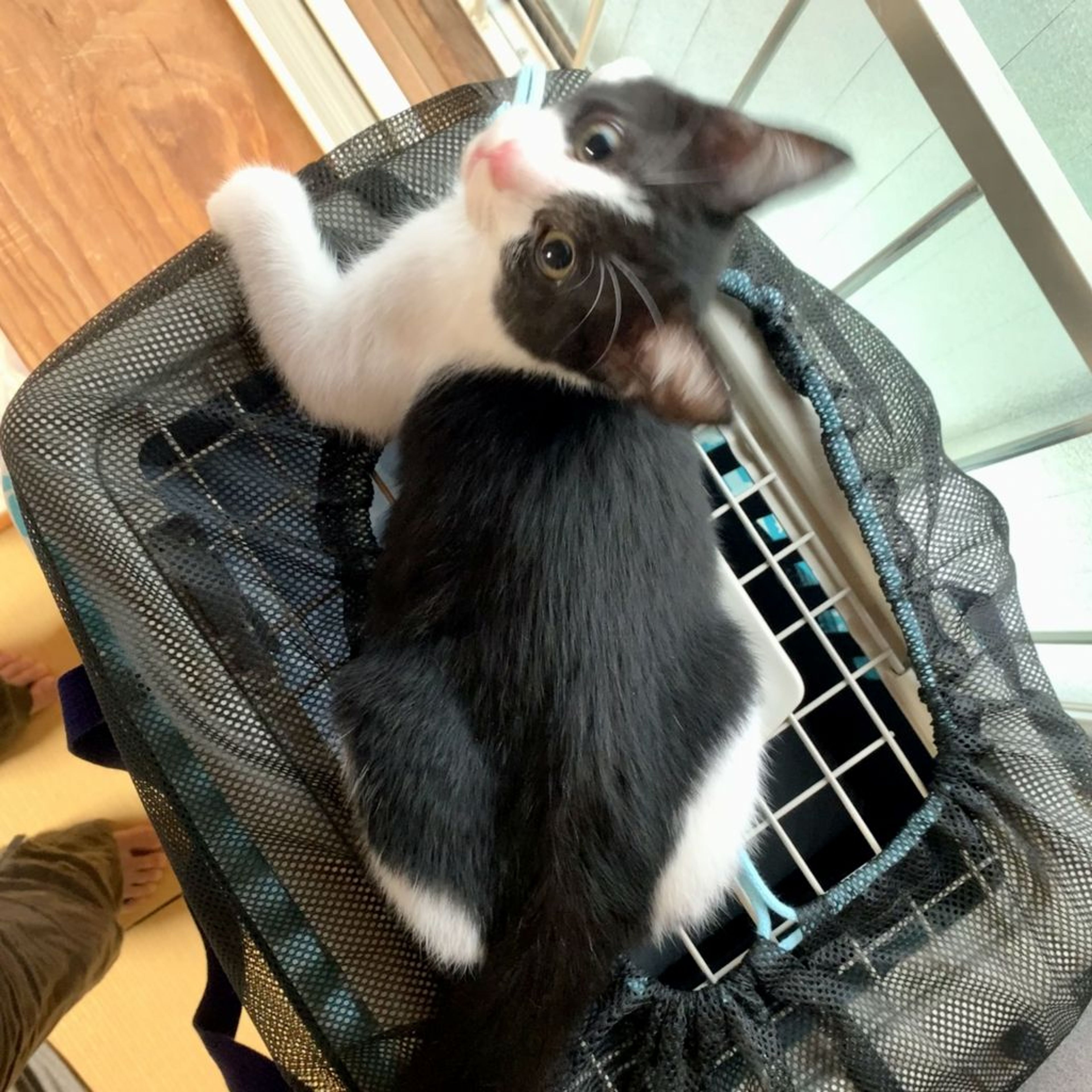 pet-image-4