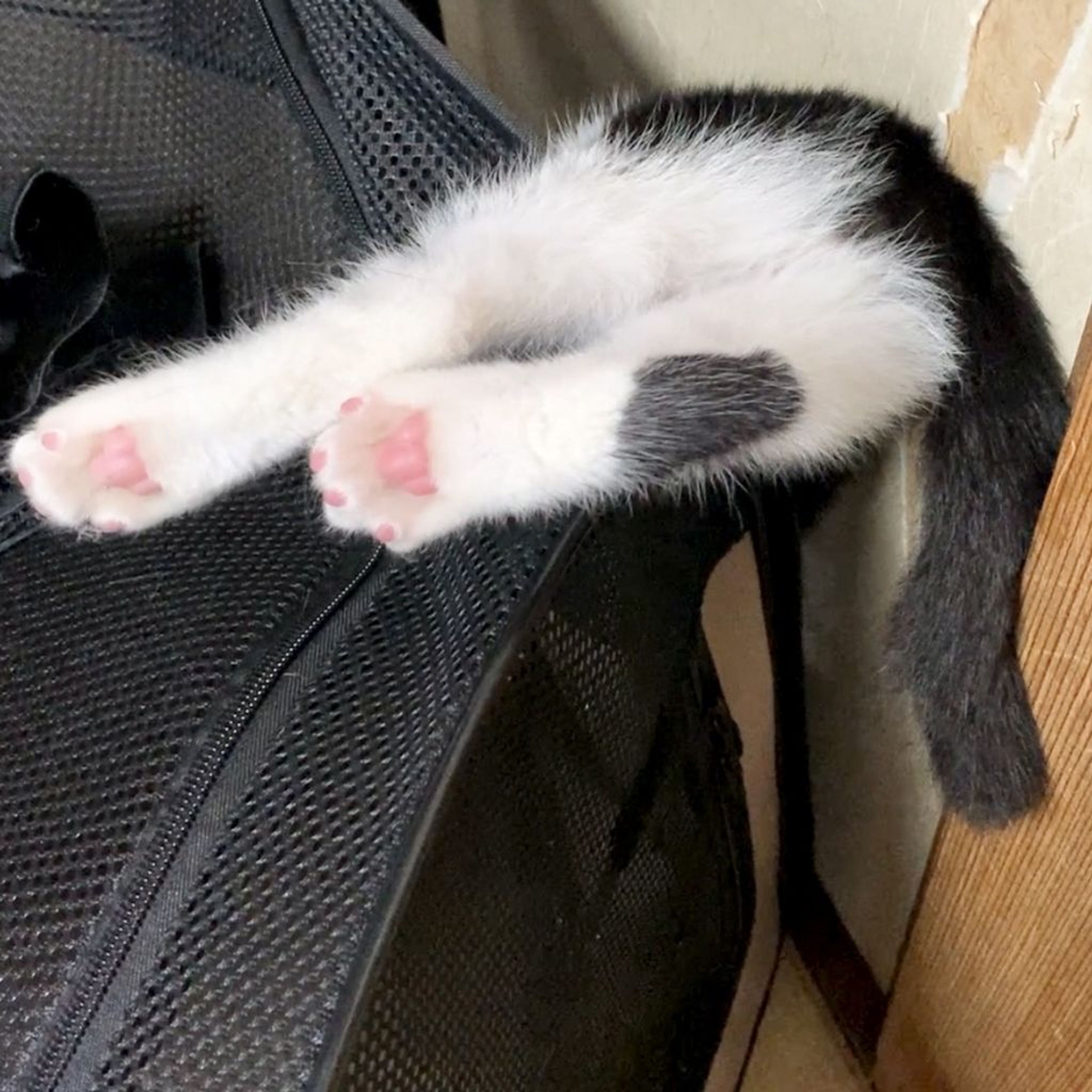 pet-image-9