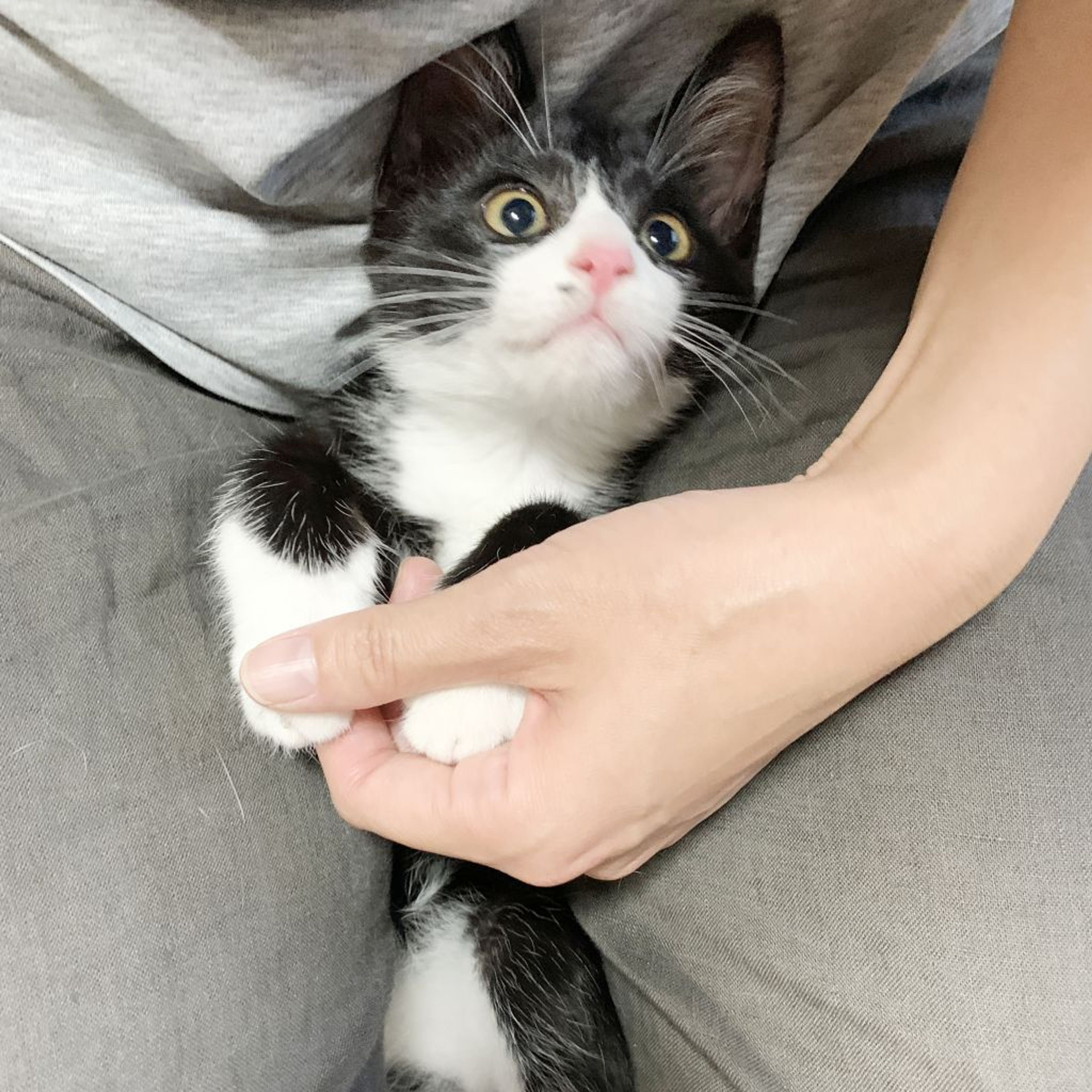 雑種（ミックス猫）・オスの里親募集の写真