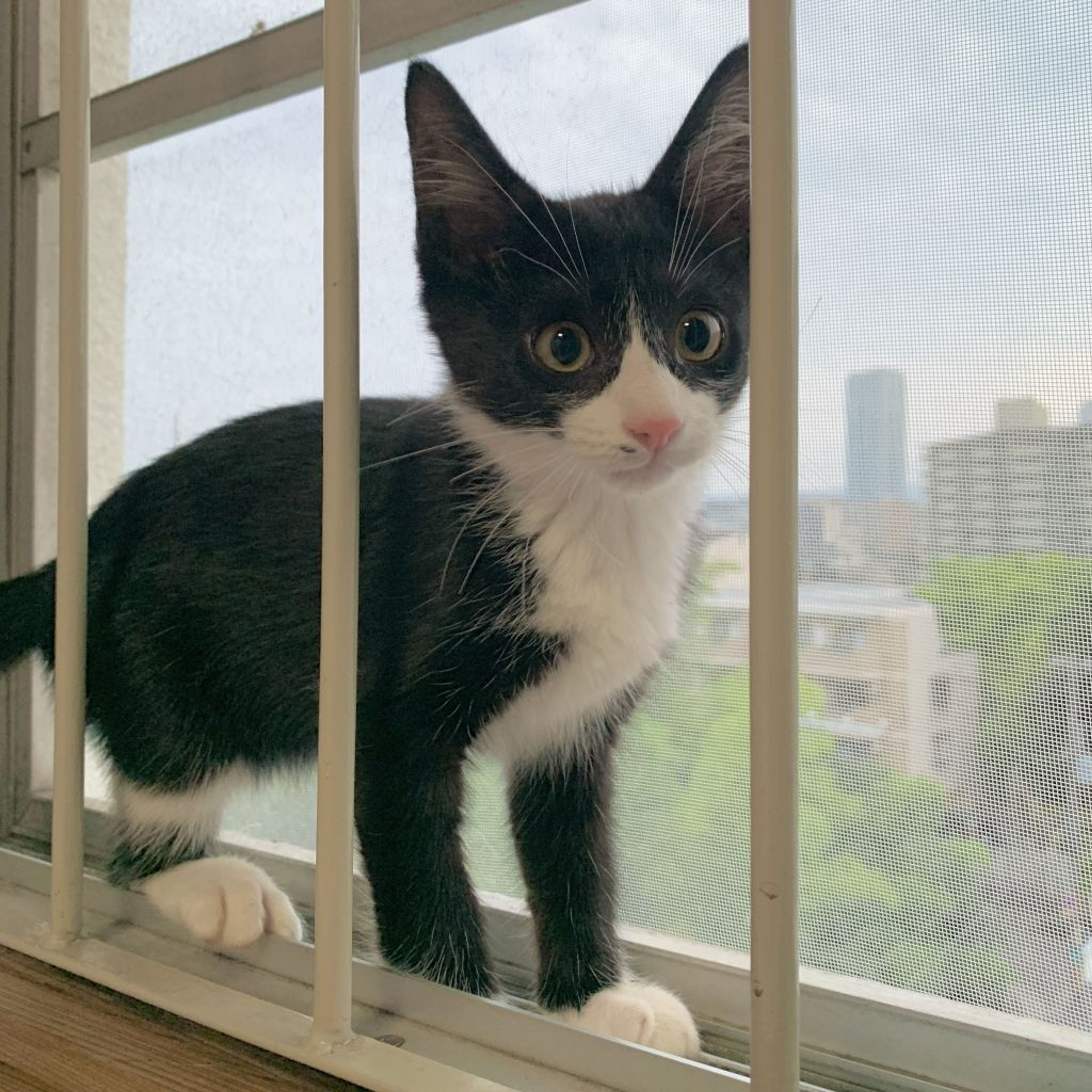 pet-image-4