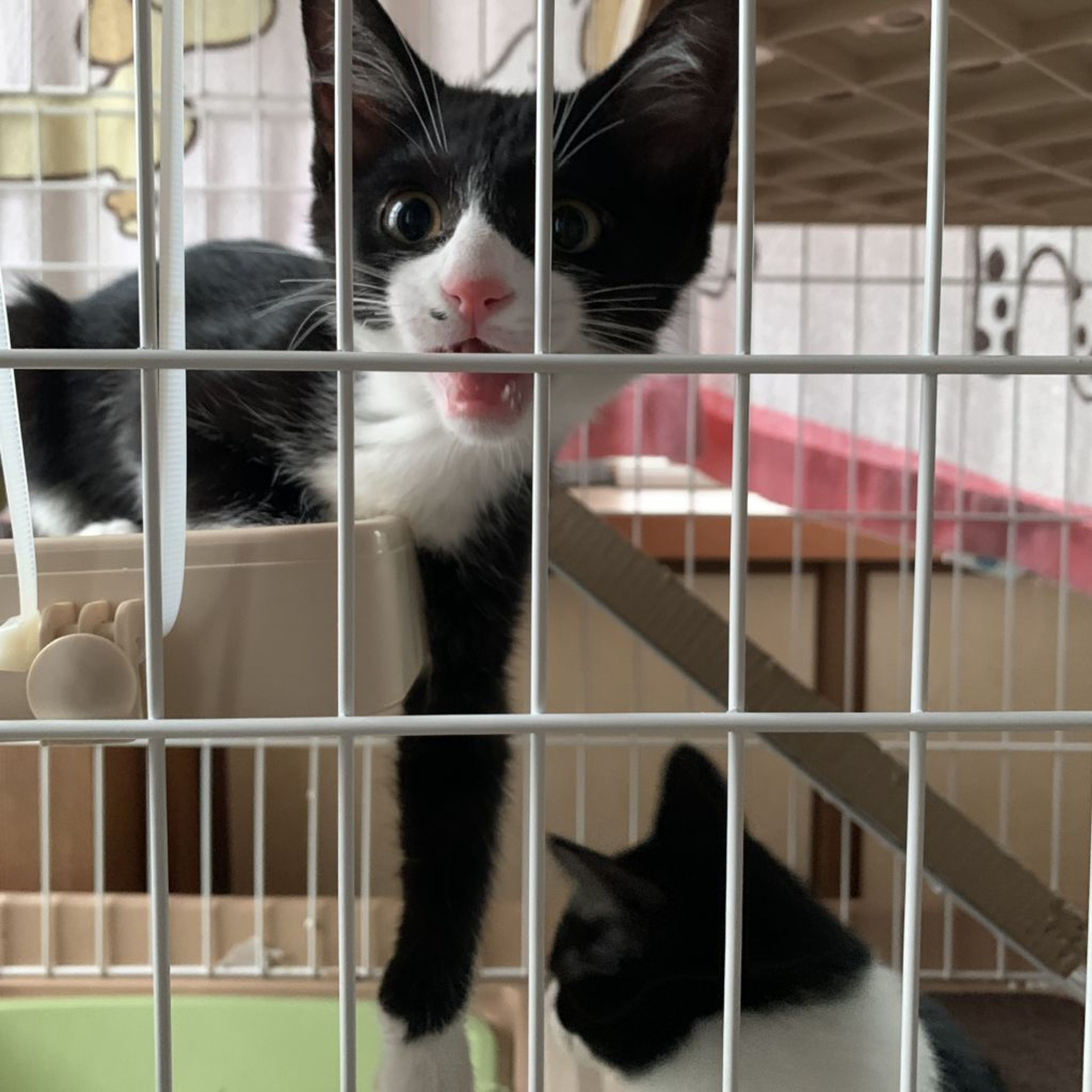 pet-image-8