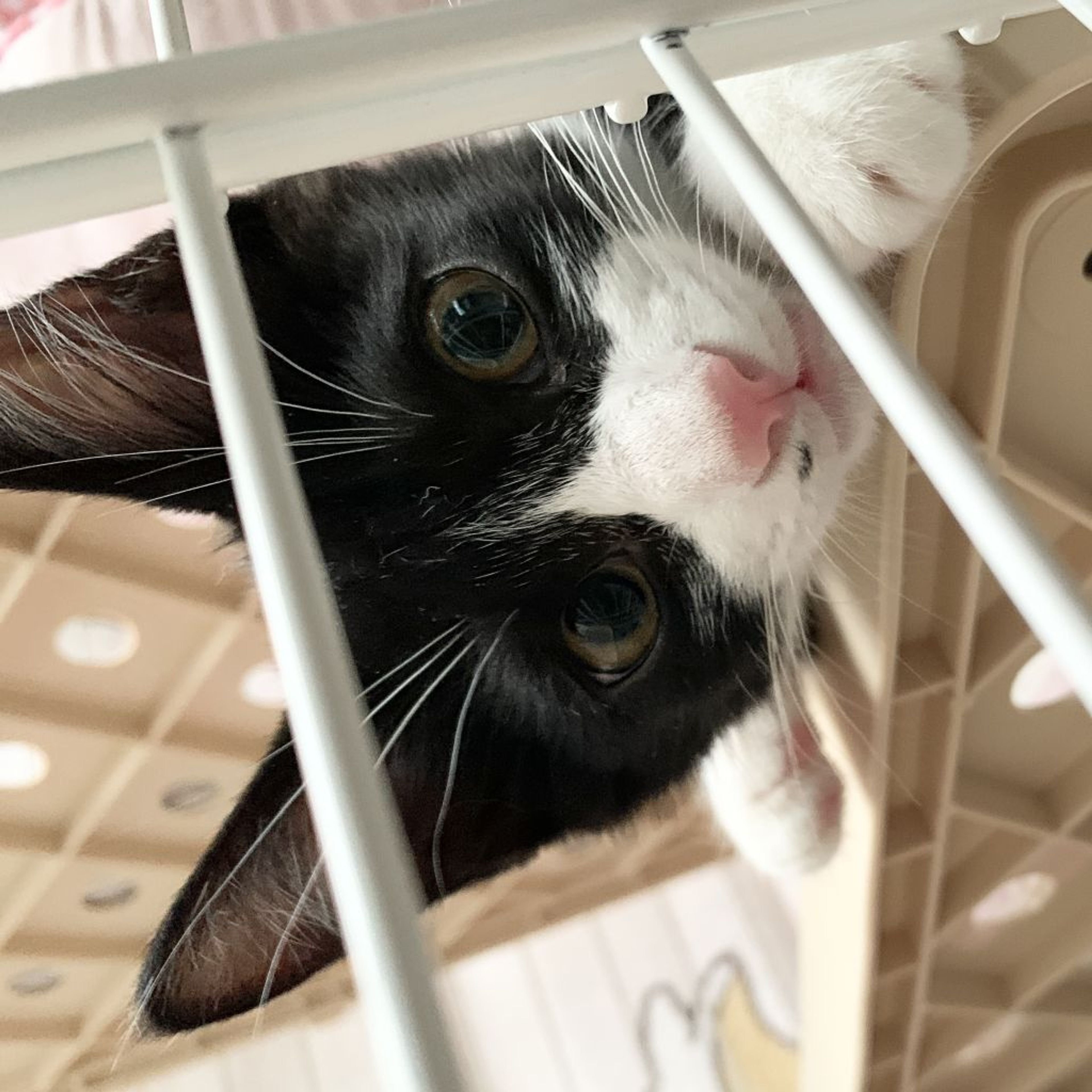 pet-image-9