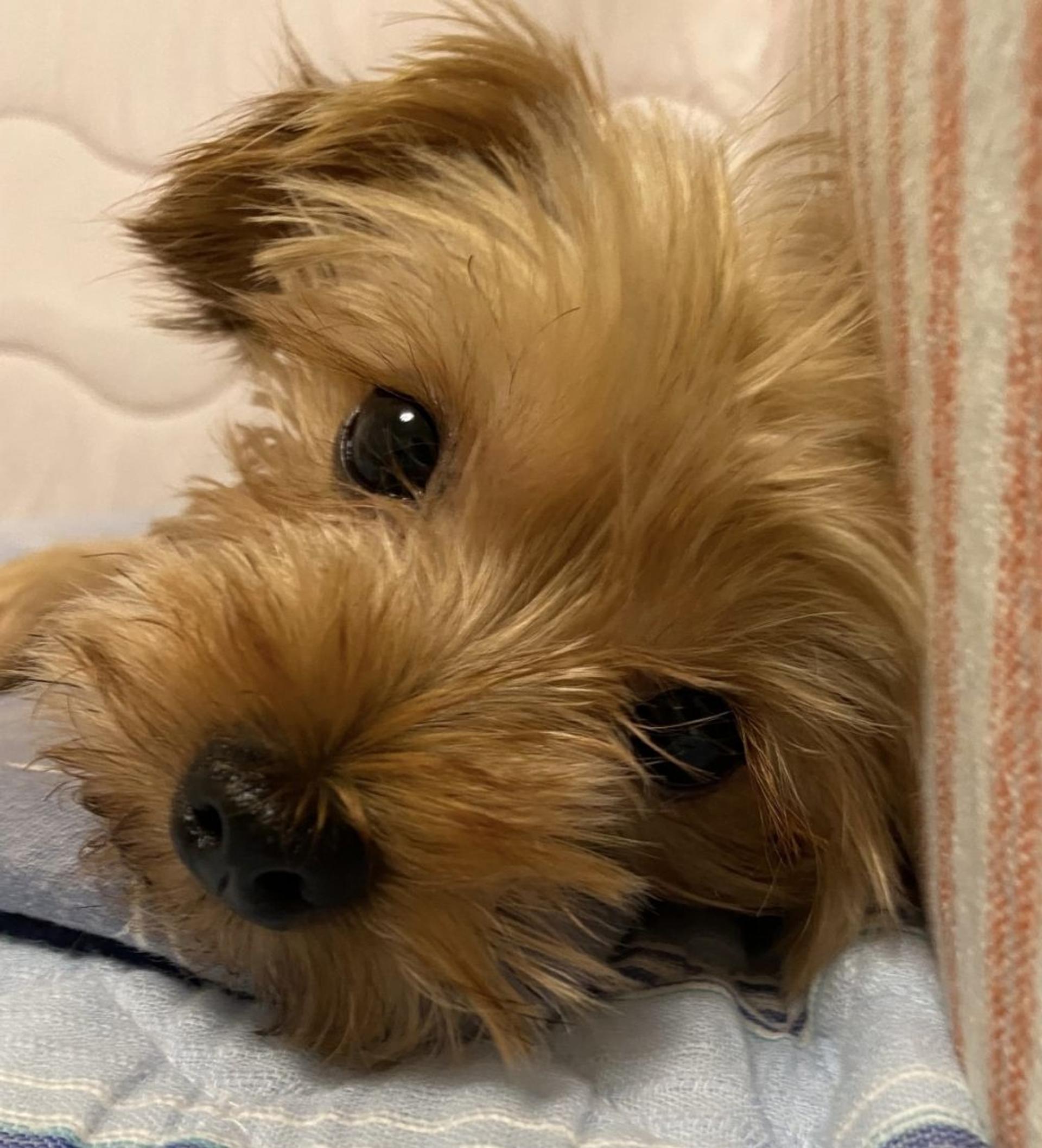 pet-image-2