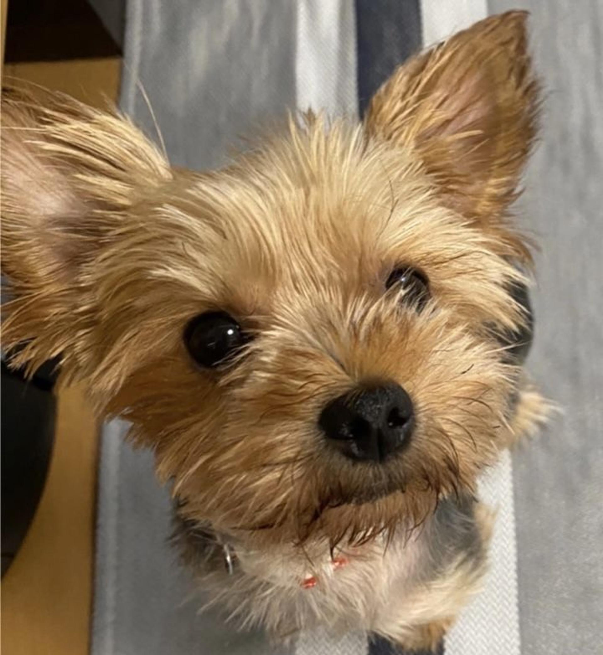 pet-image-5