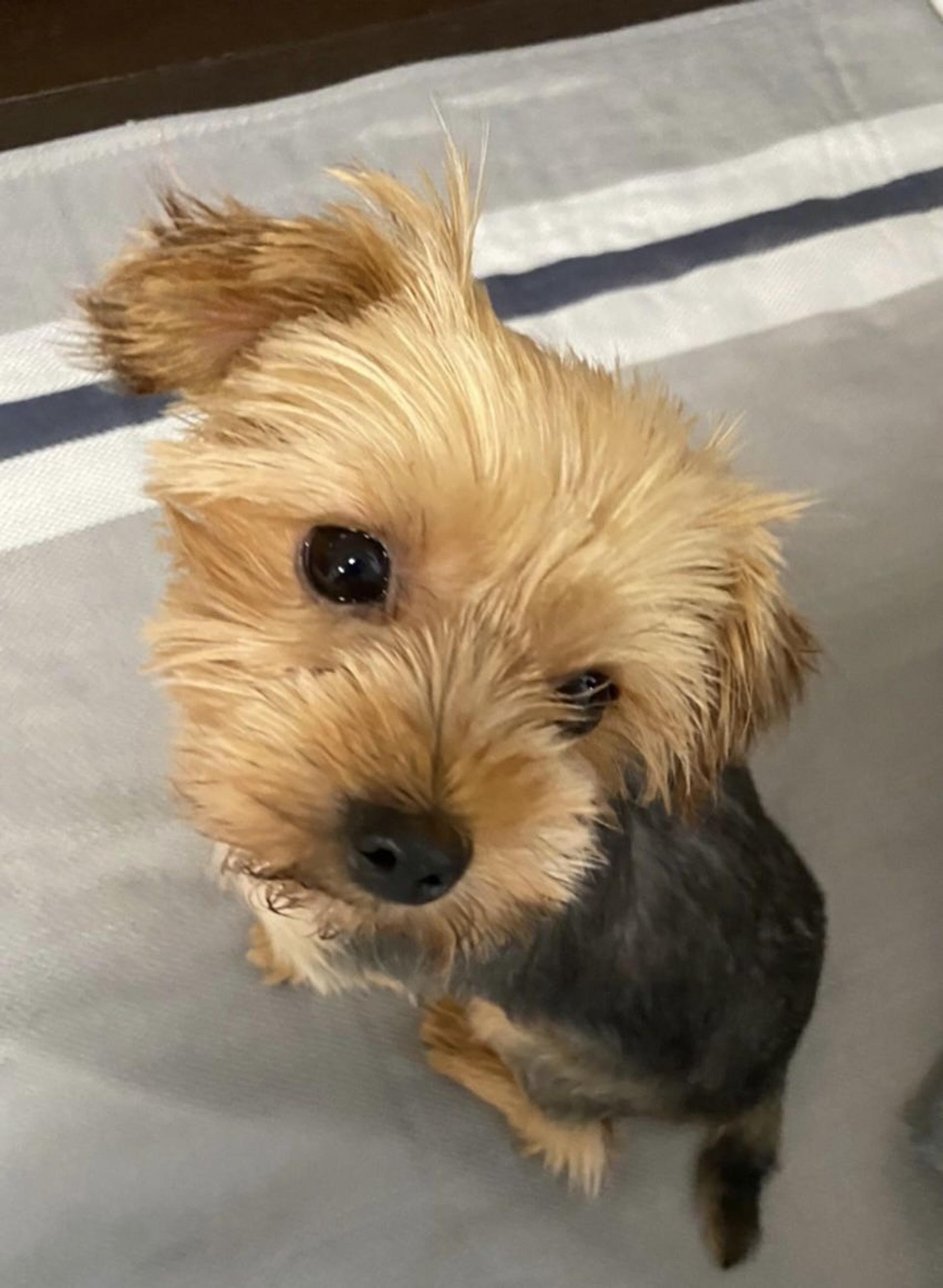 pet-image-6