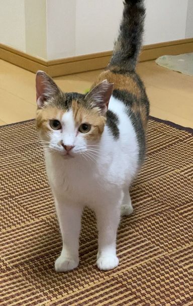 モネの写真