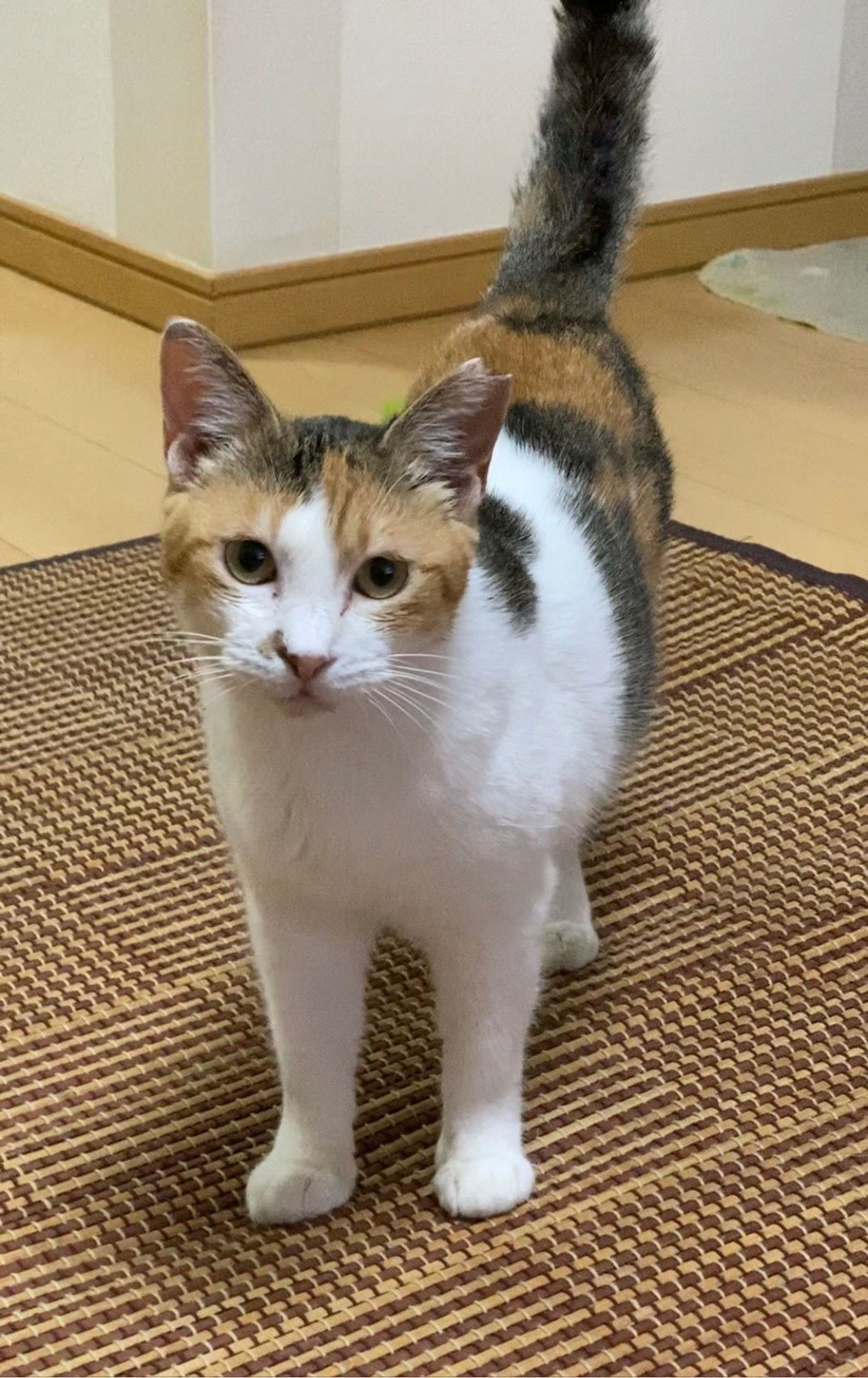 雑種（ミックス猫）・メスの里親募集の写真