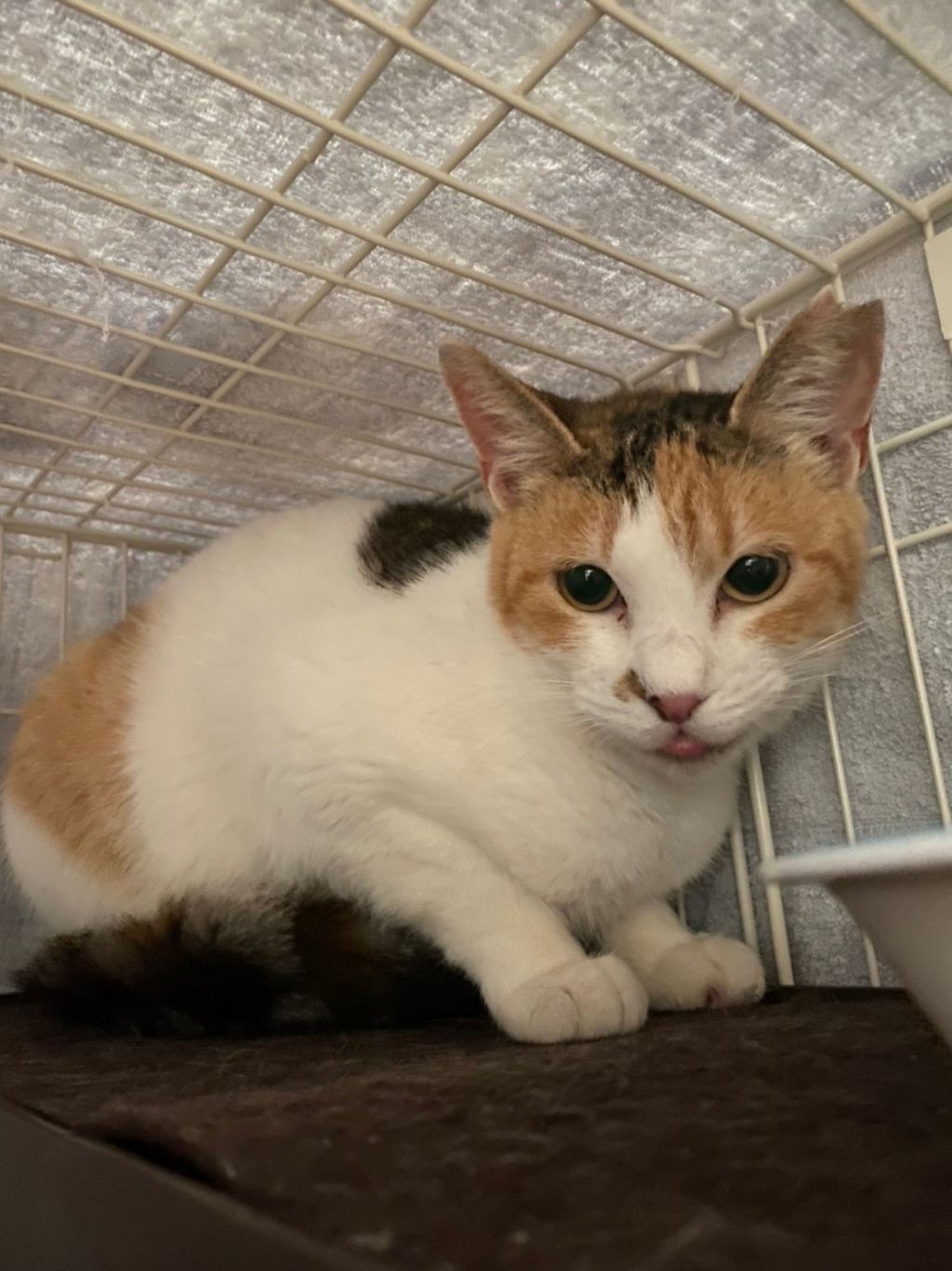 pet-image-2