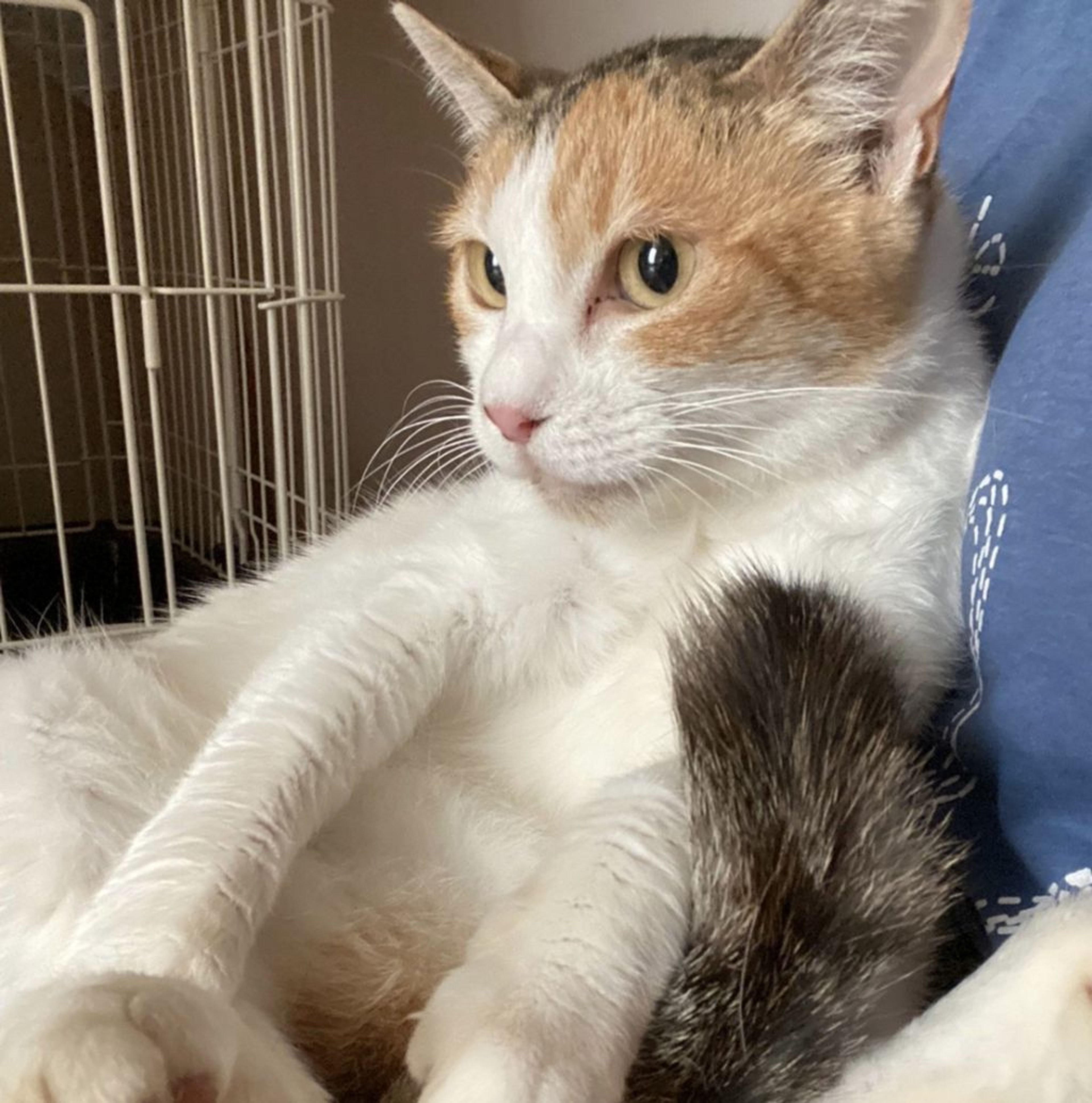 pet-image-3