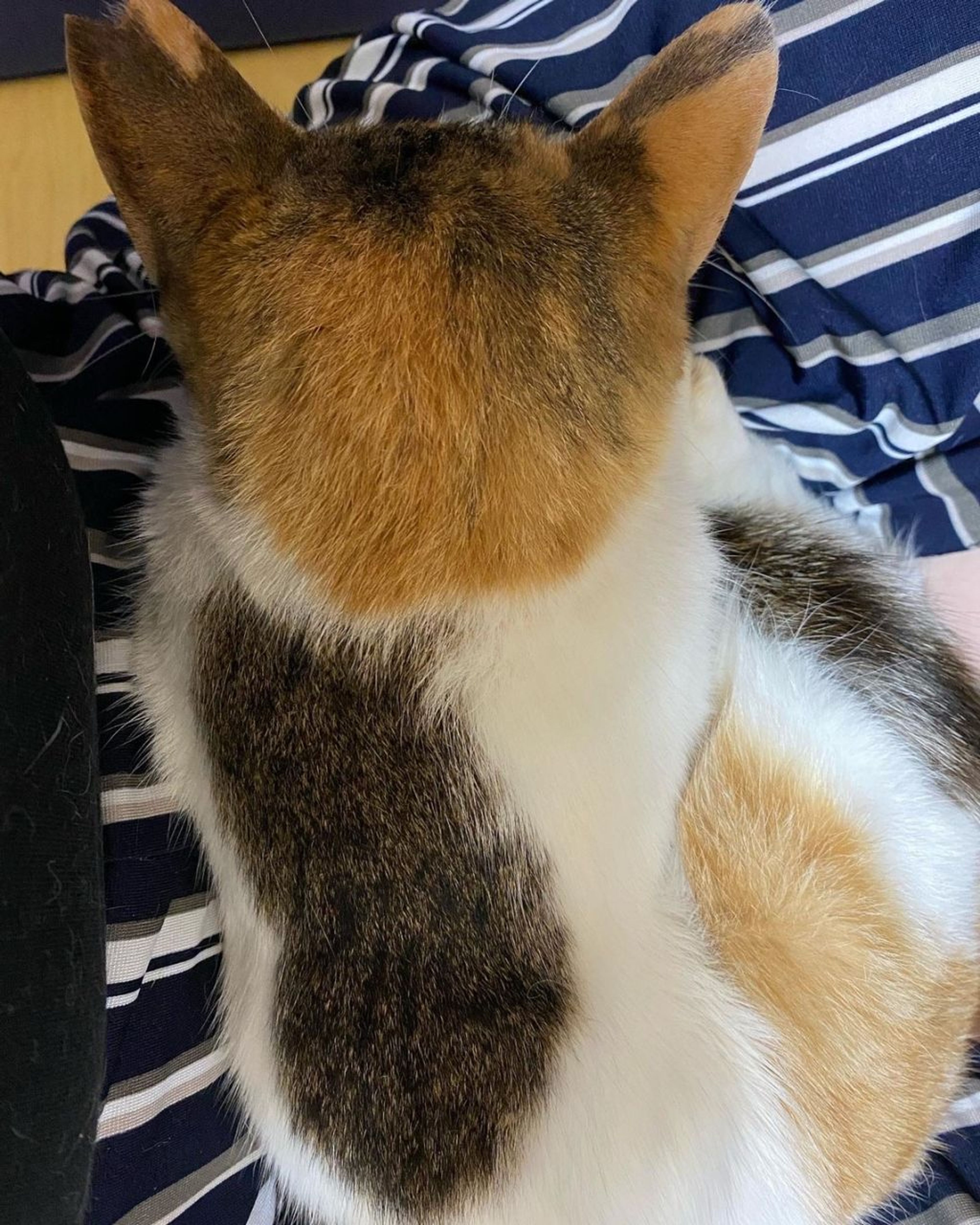 pet-image-6