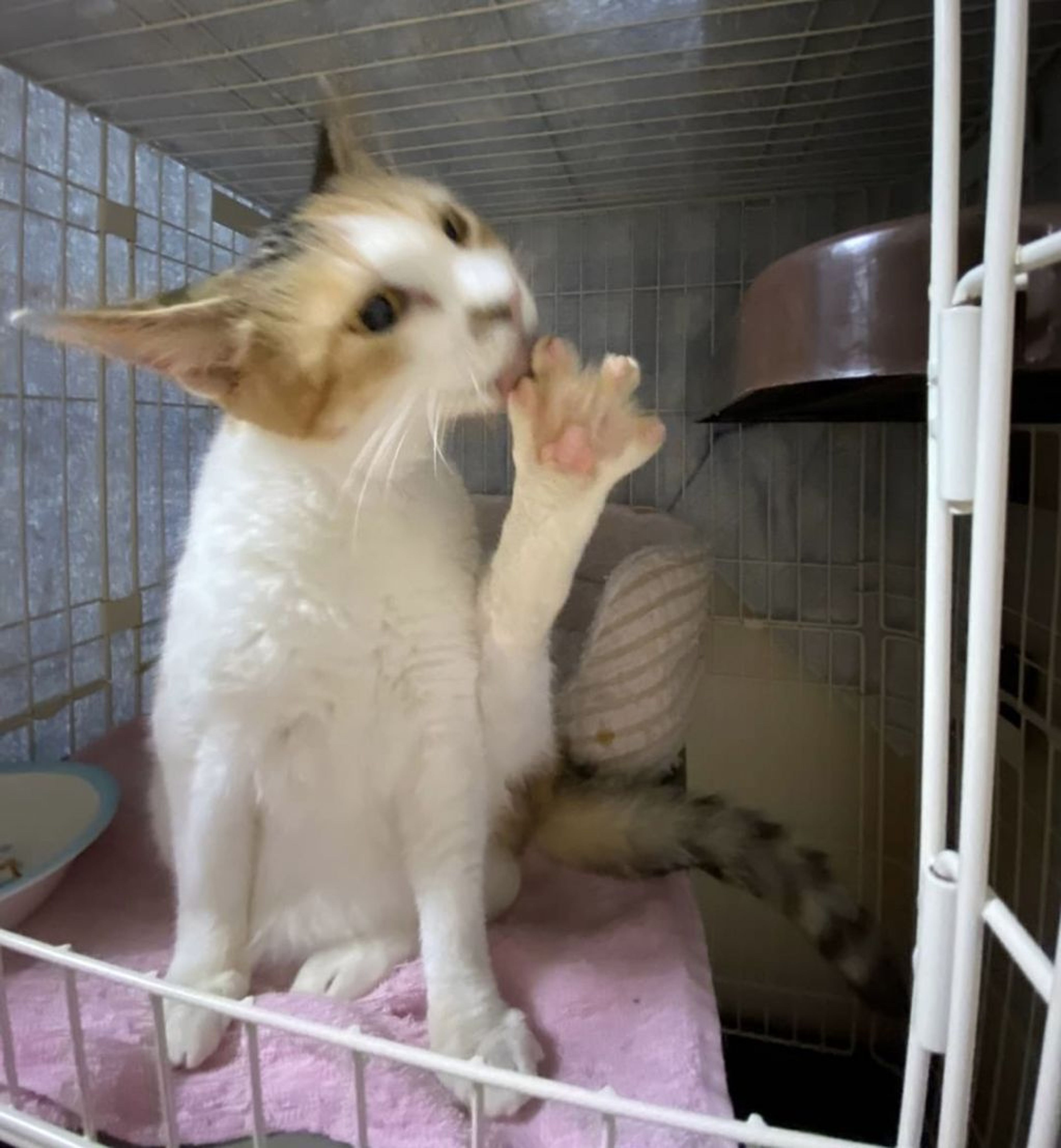 pet-image-7