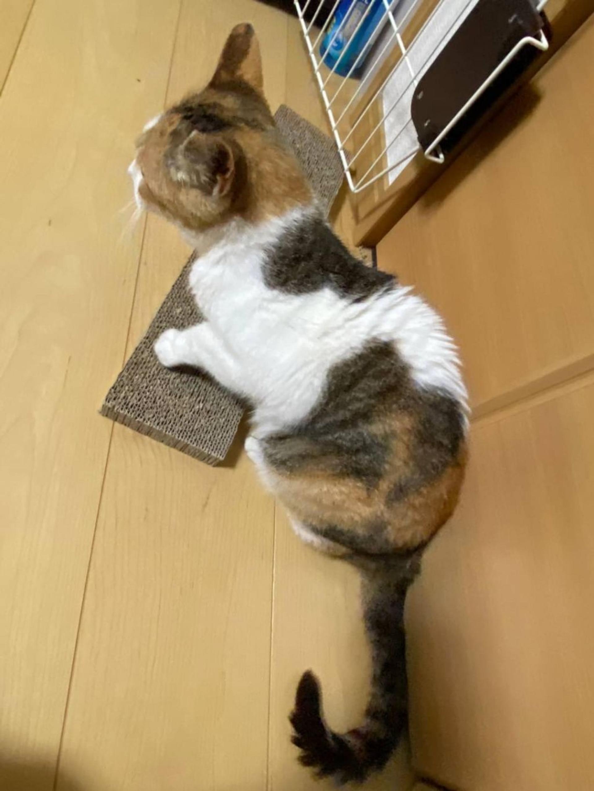 pet-image-8
