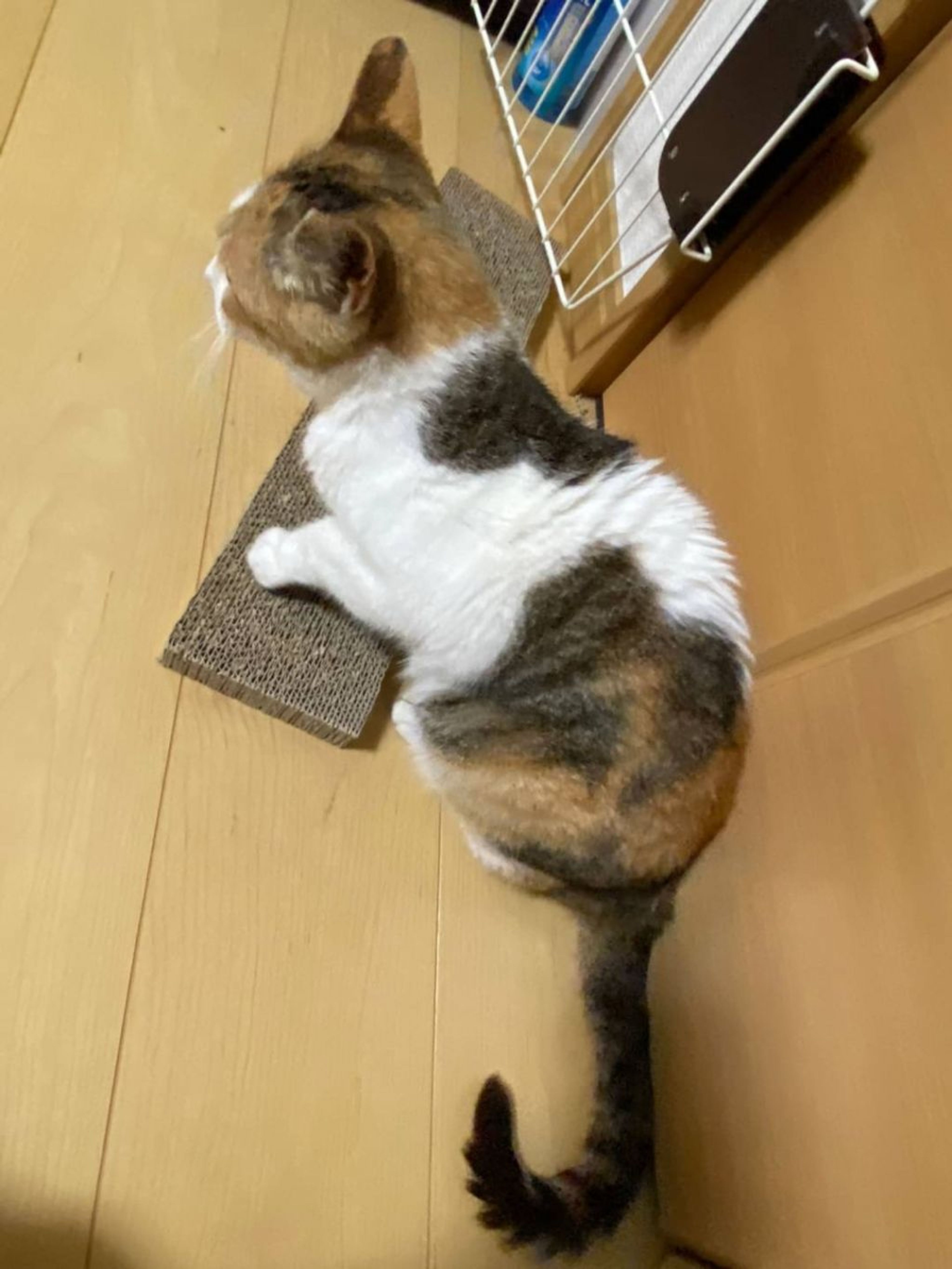pet-image-8
