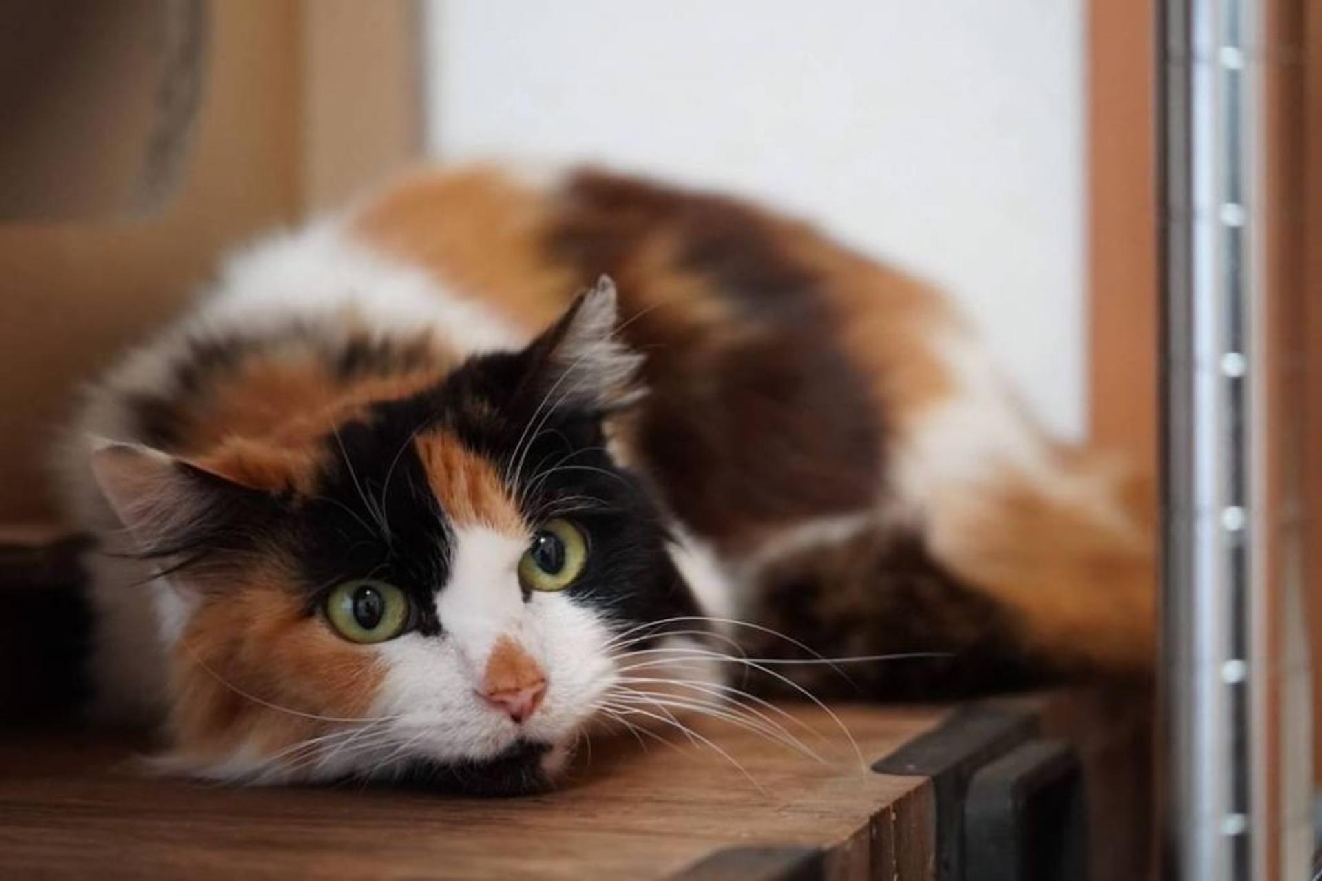 pet-image-2
