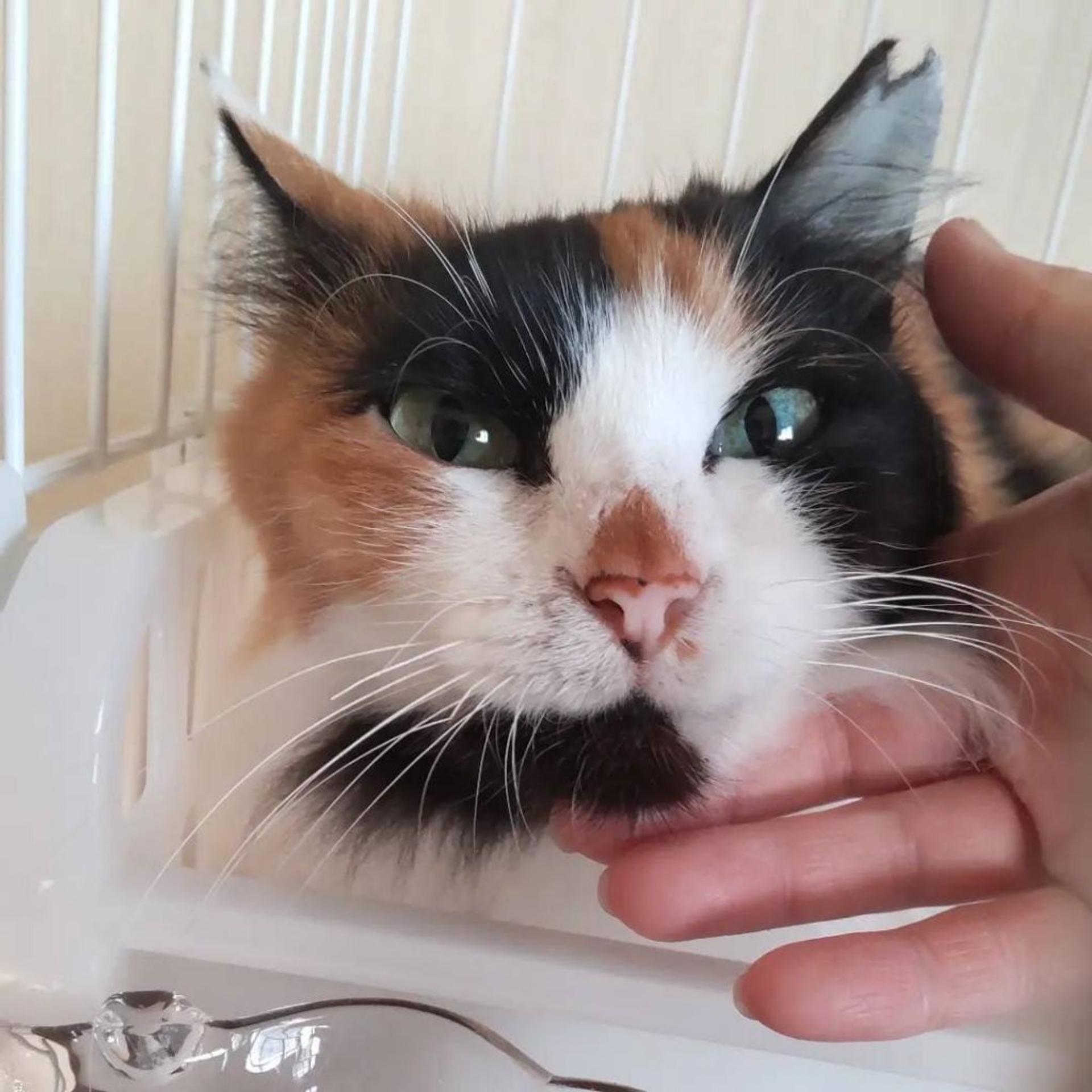 pet-image-3