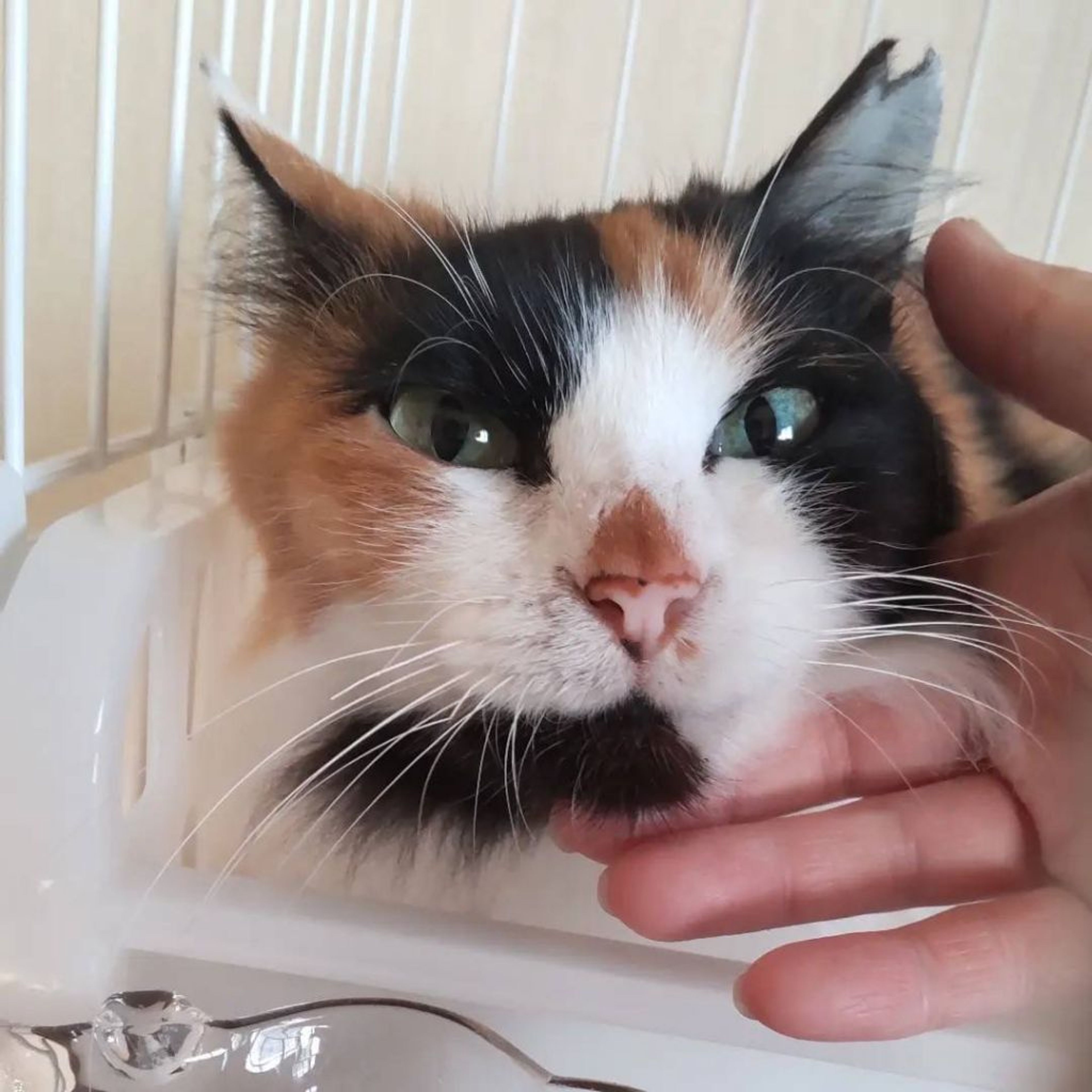 pet-image-3