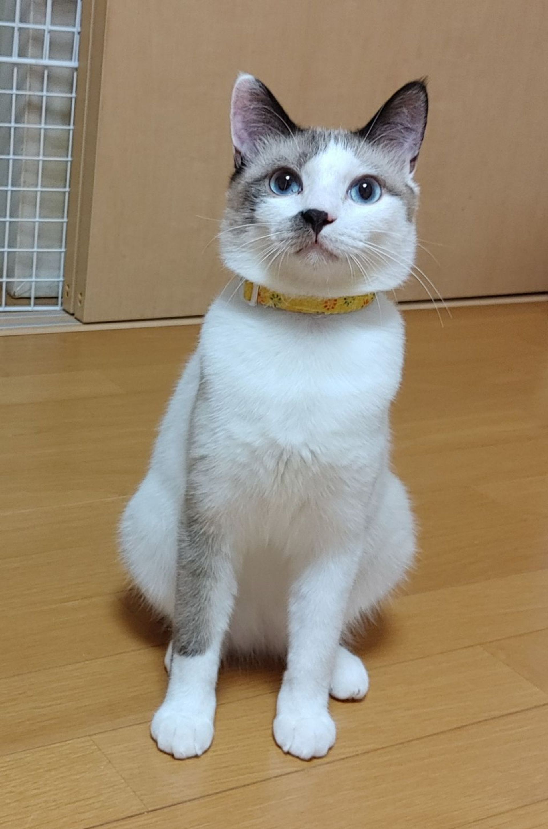 雑種（ミックス猫）・オスの里親募集の写真