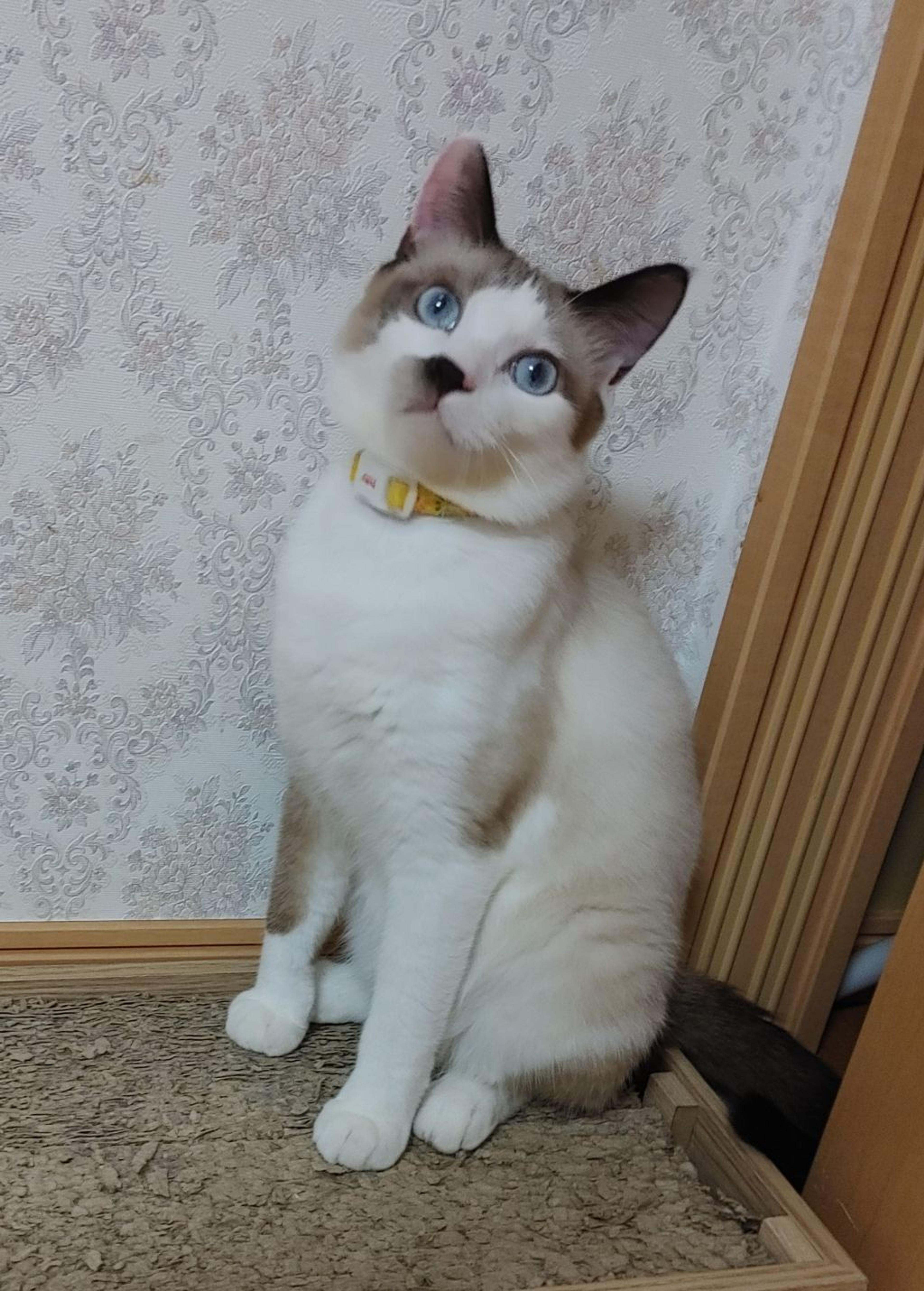 pet-image-2