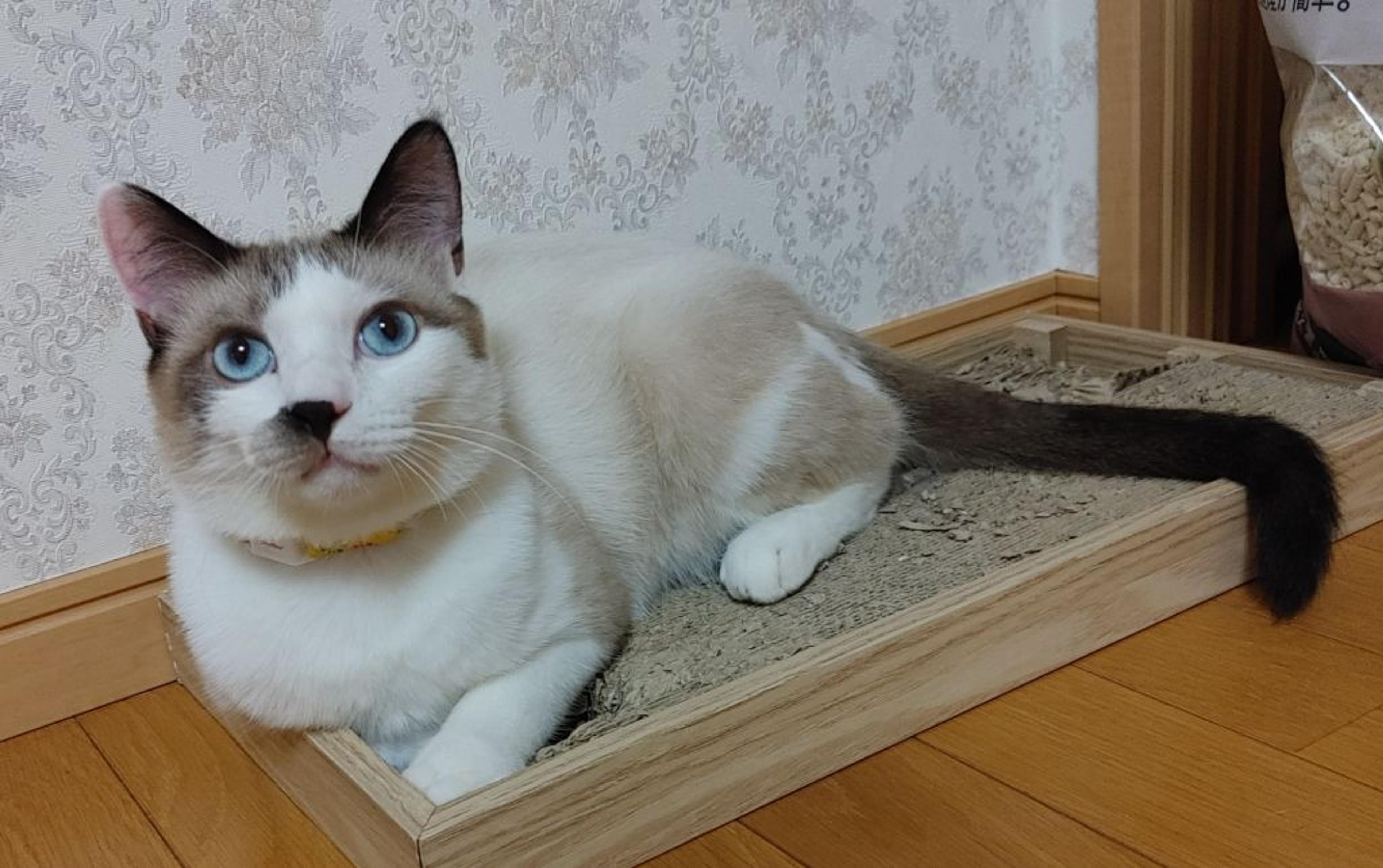 pet-image-3
