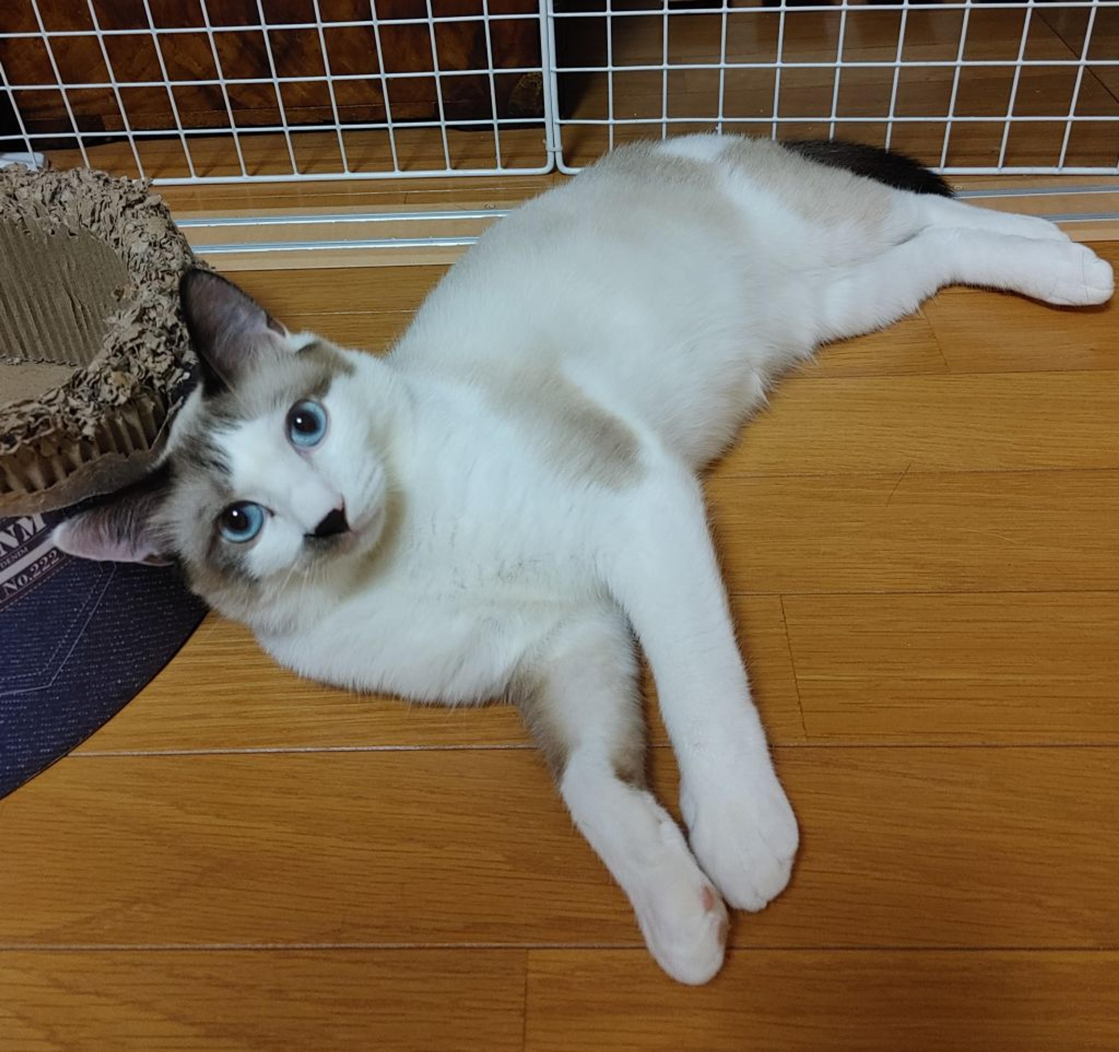 pet-image-4