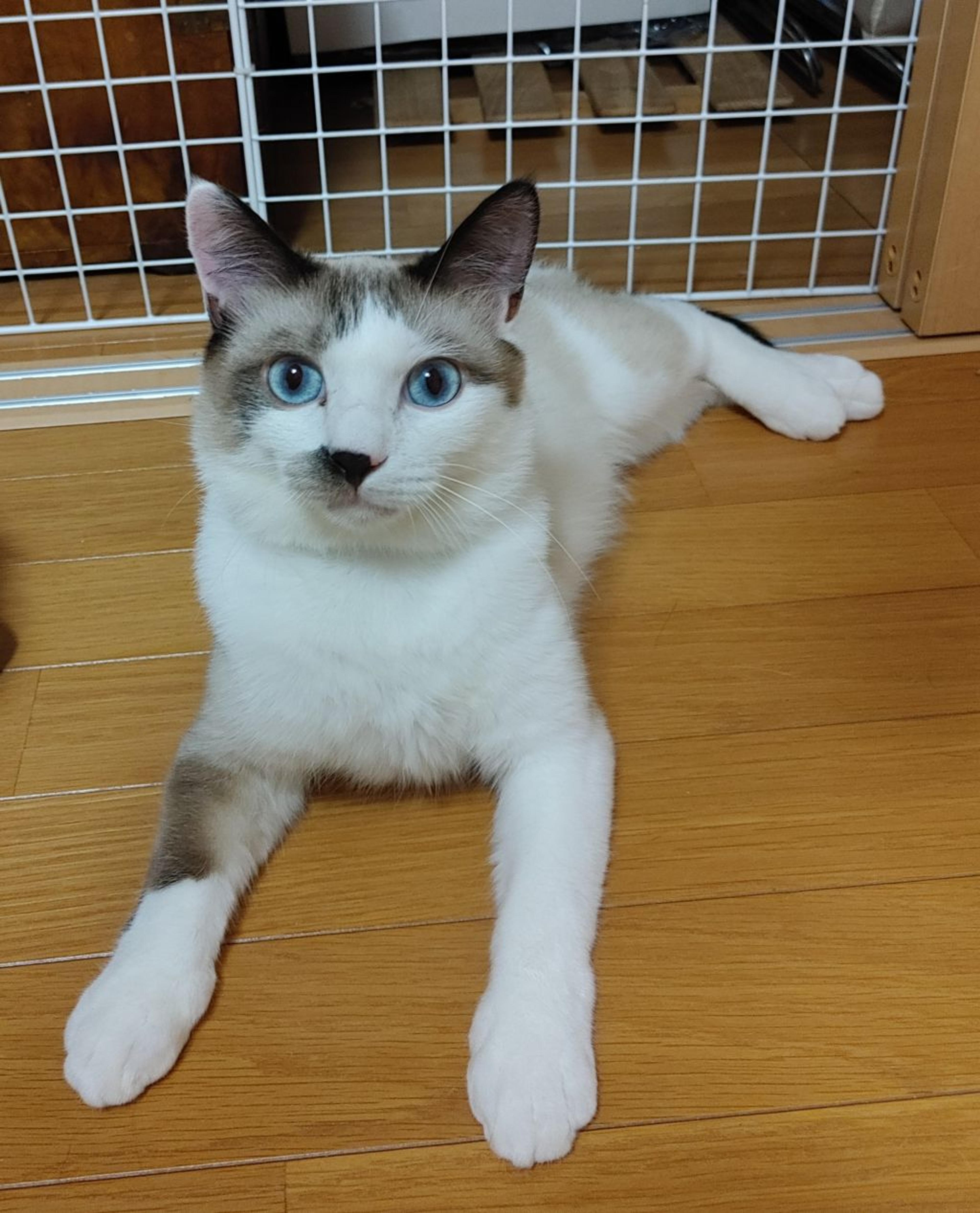 pet-image-5